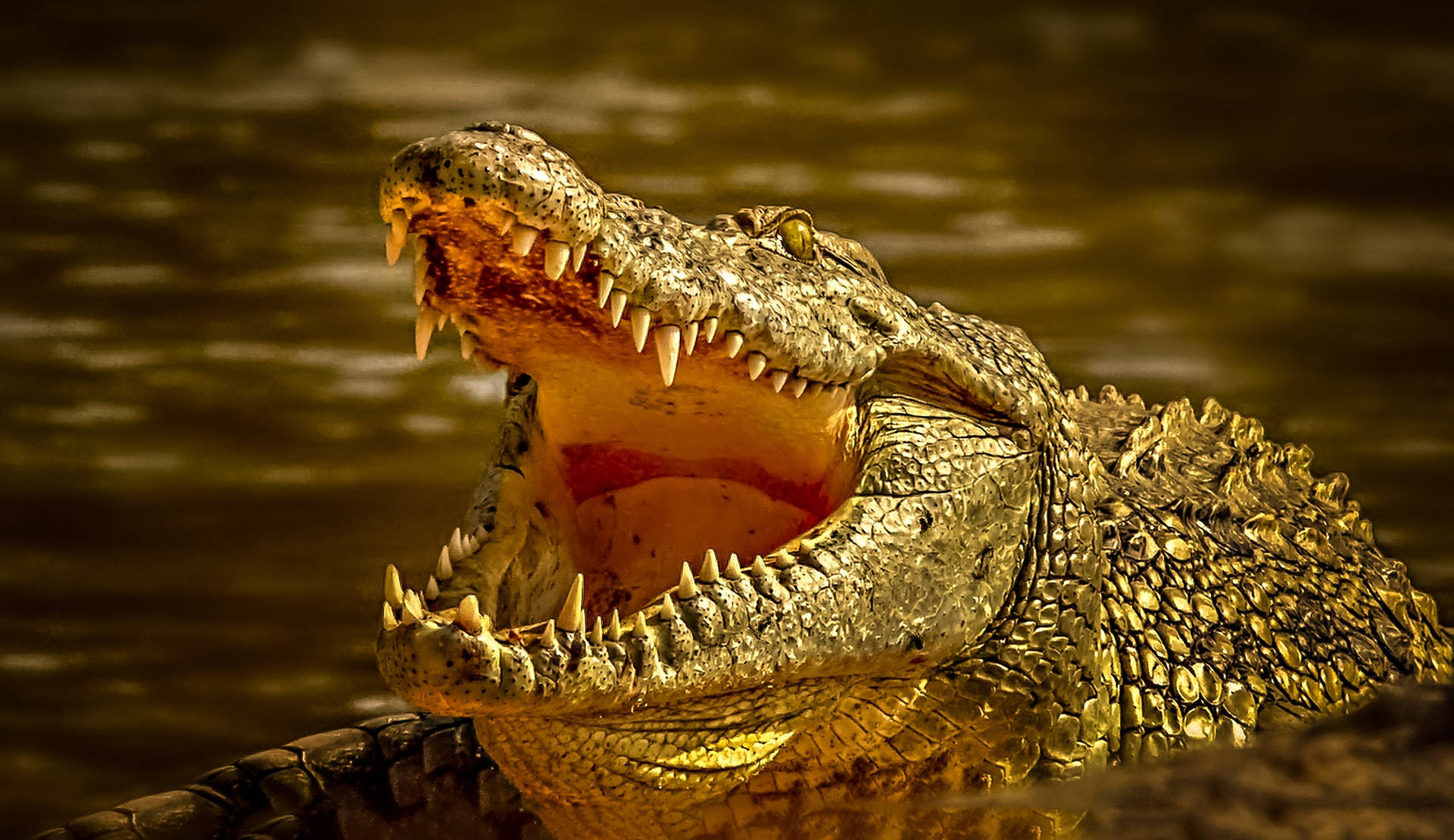 Massive Hungry Alligator Background