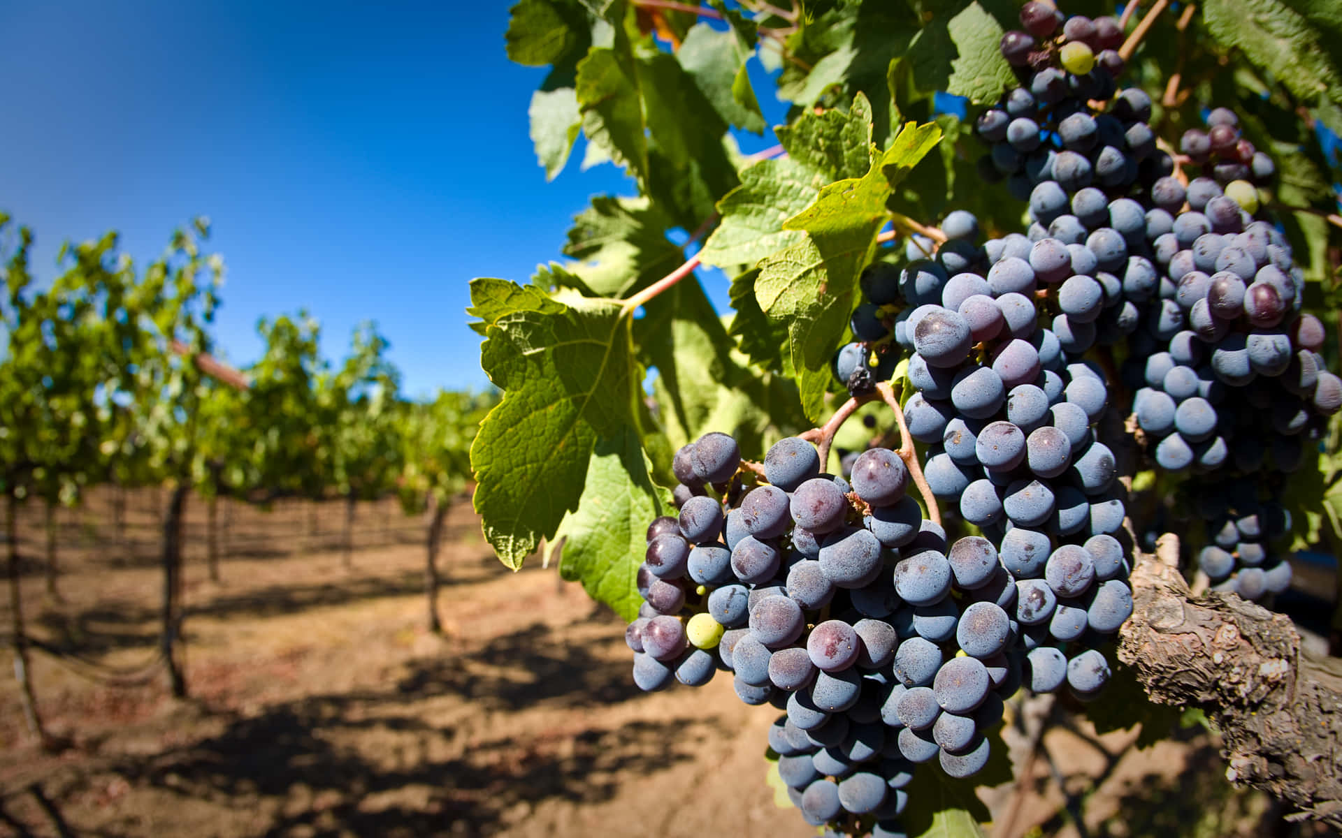 Mataro Grape In Vineyard