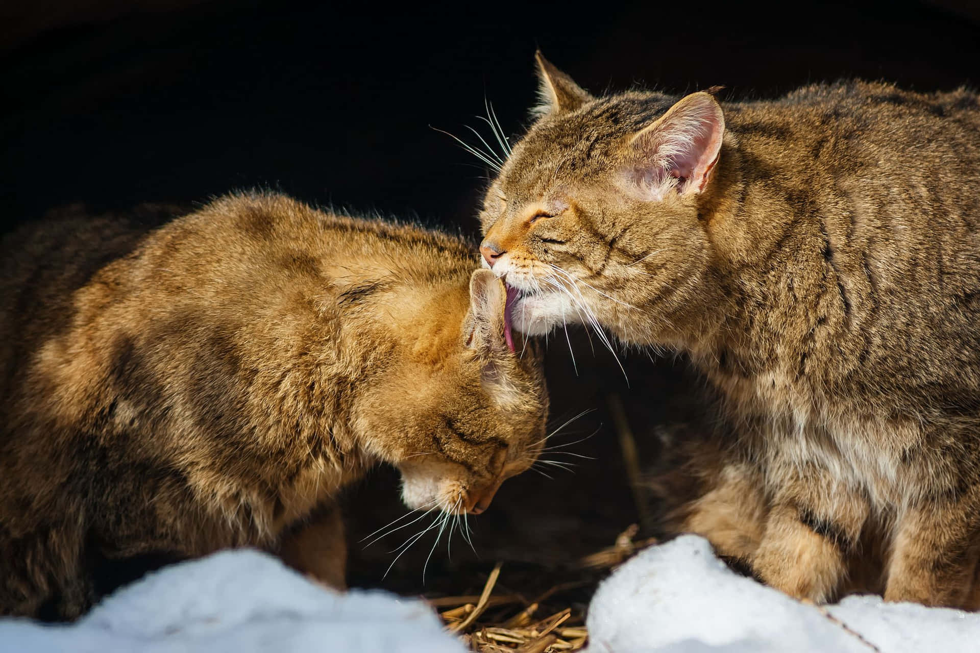 Matching Cat Pfp Bites Background
