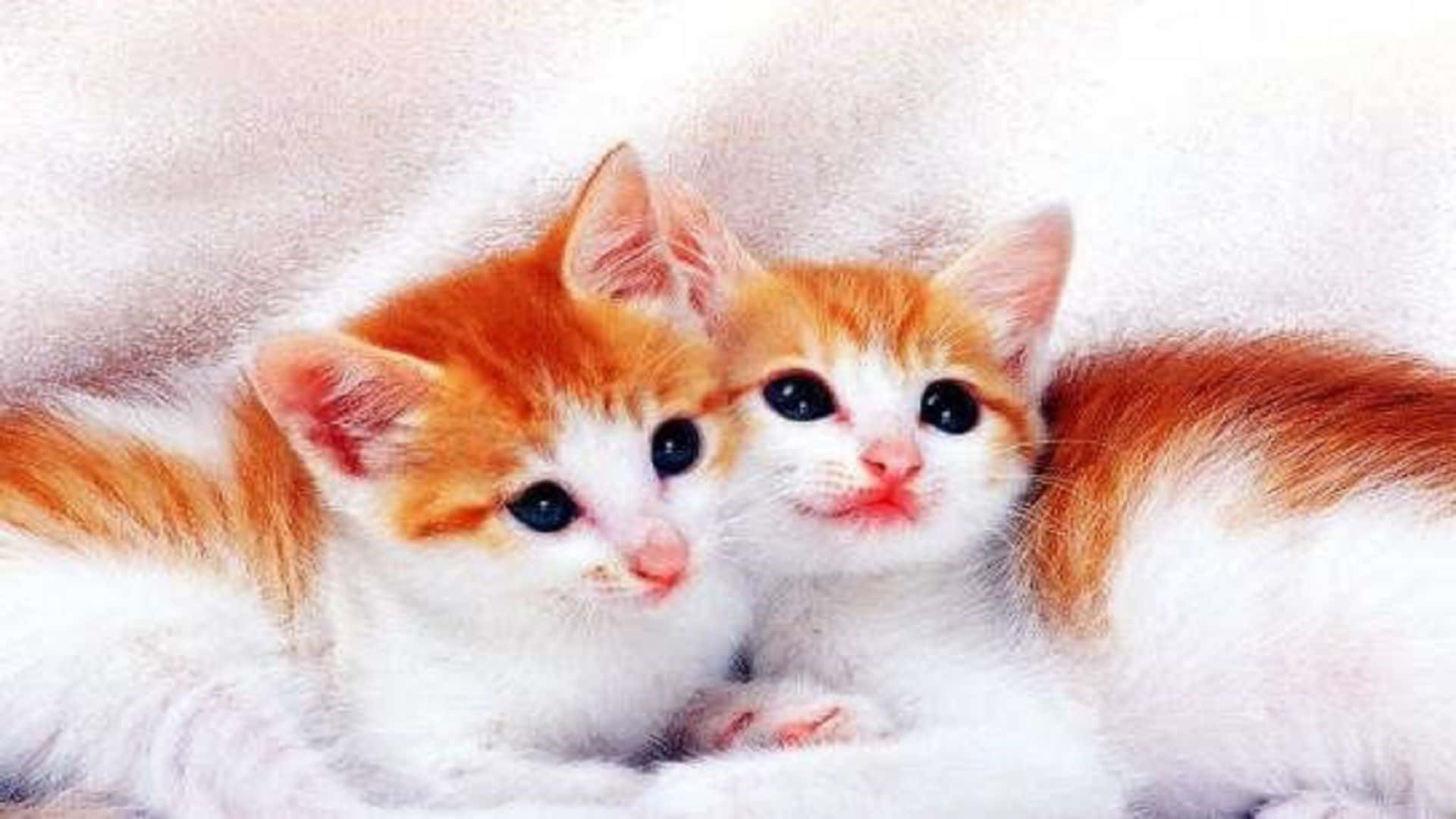 Matching Cat Pfp Brown Background