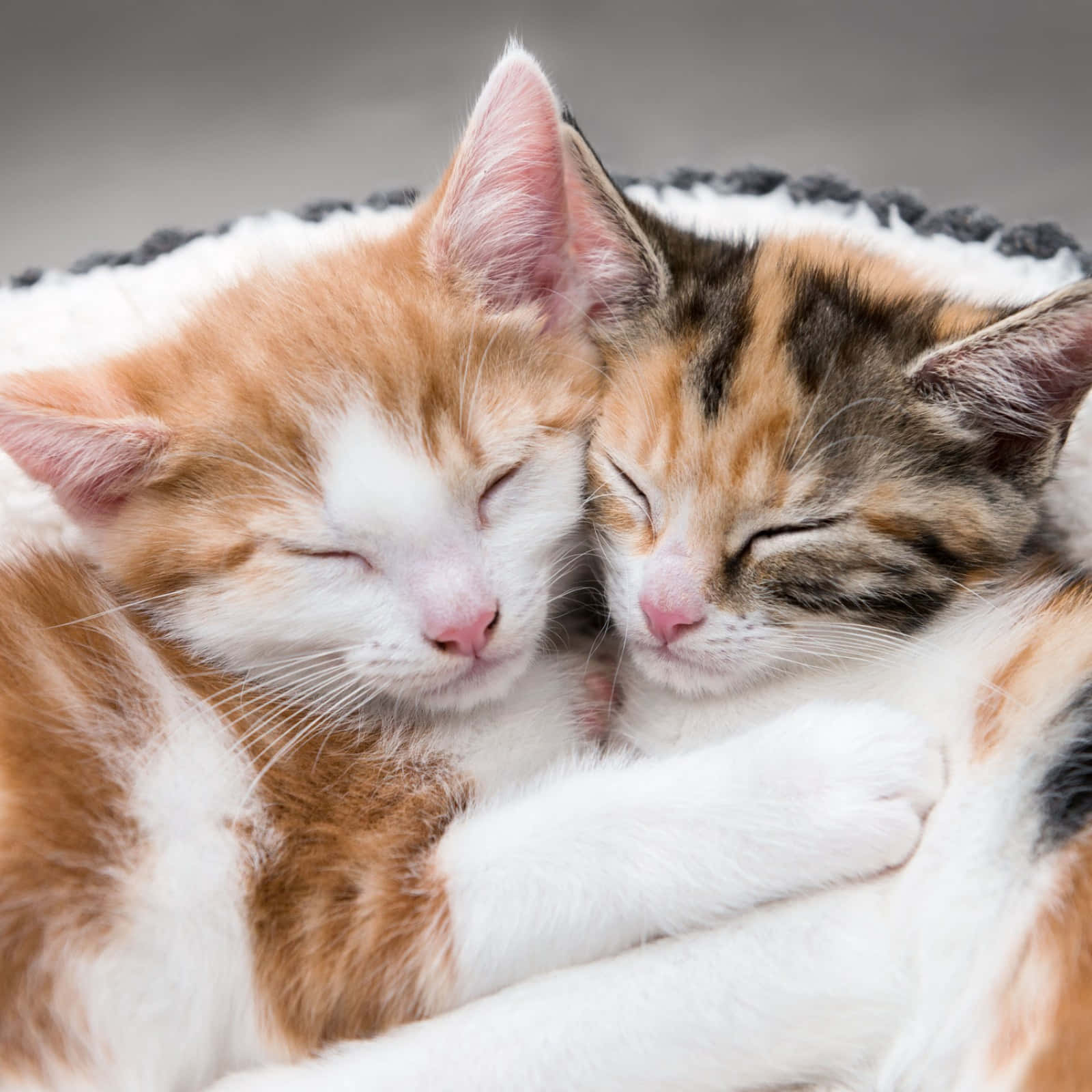 Matching Cat Pfp Cozy