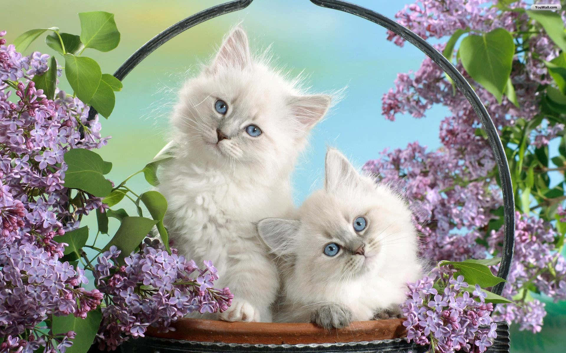 Matching Cat Pfp Flower Basket Background