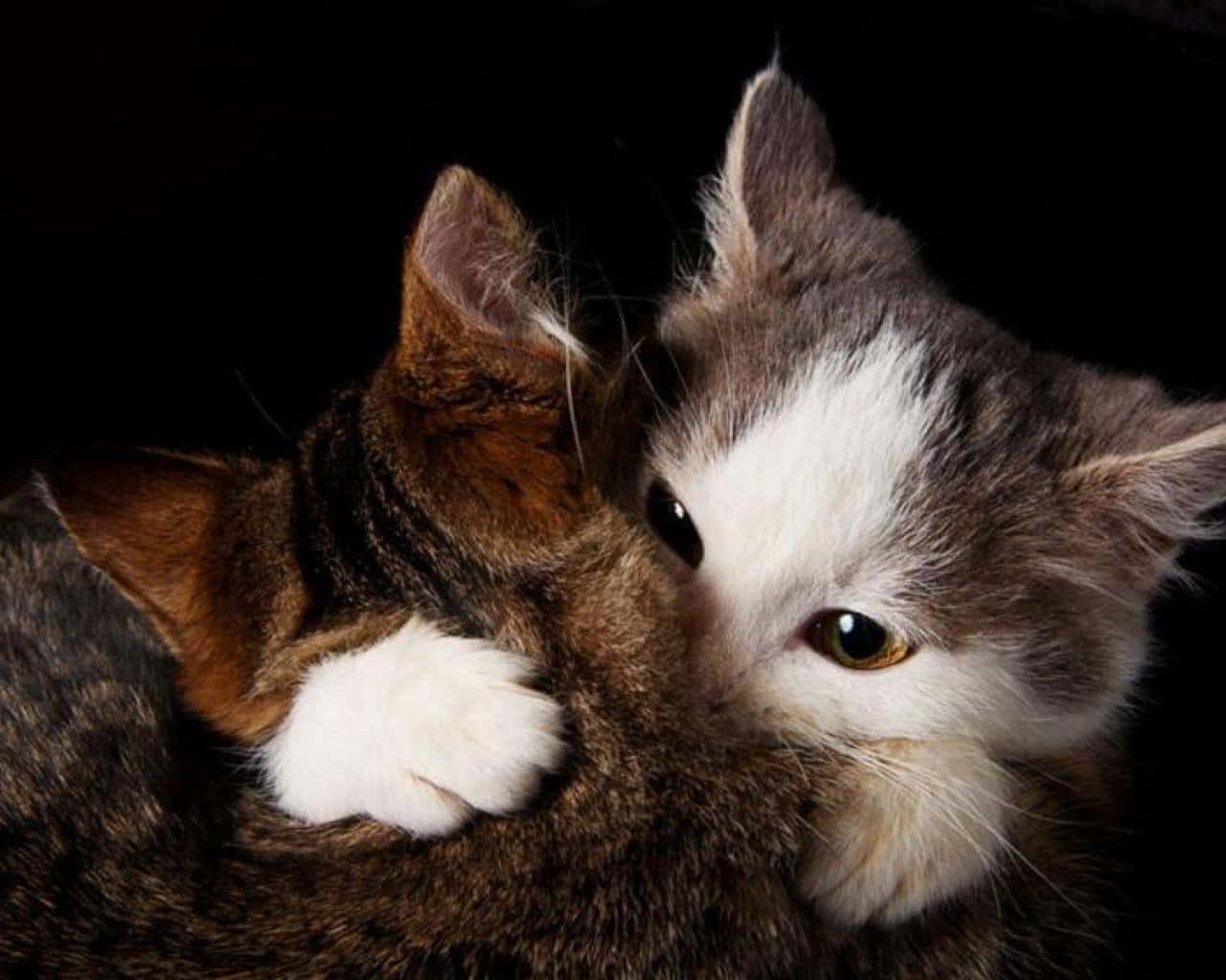 Matching Cat Pfp Hug Background