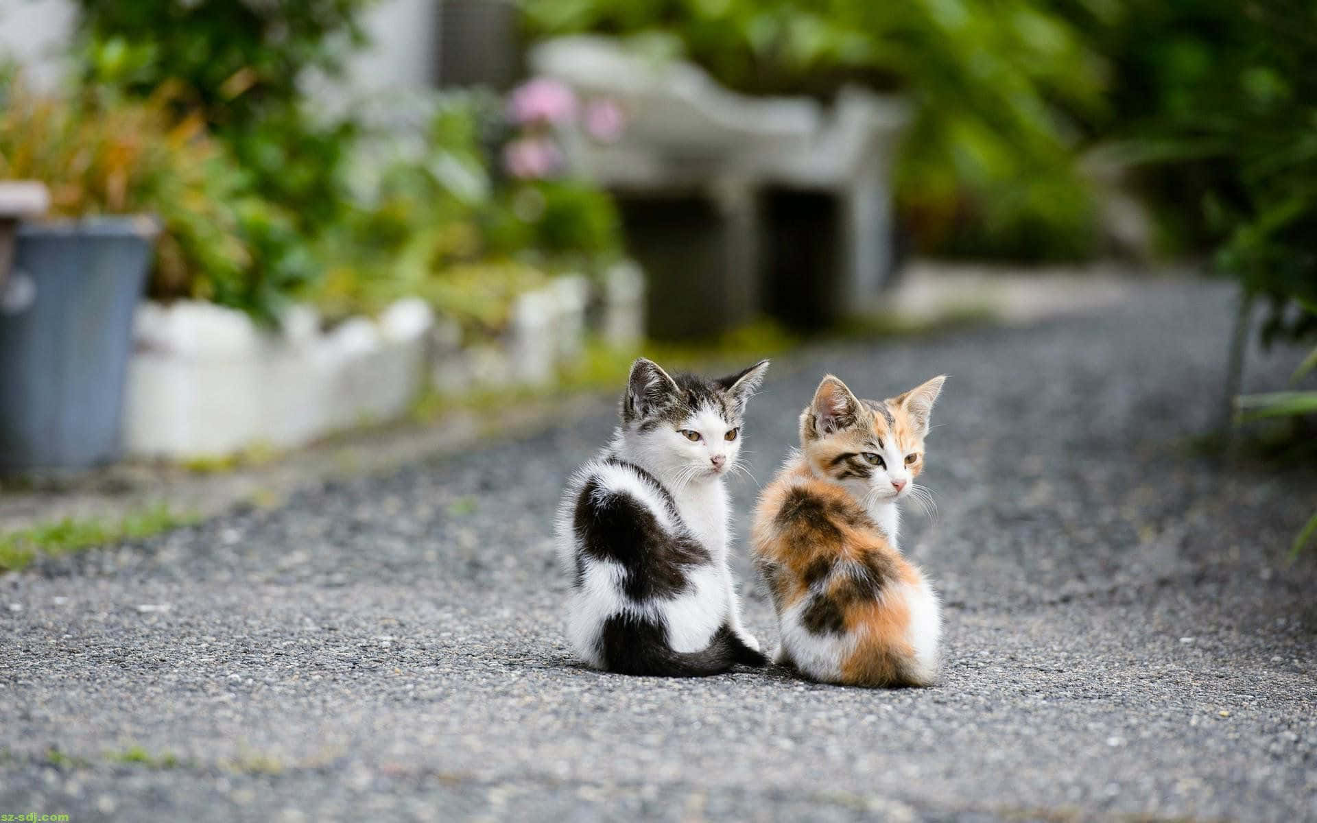 Matching Cat Pfp Street Background