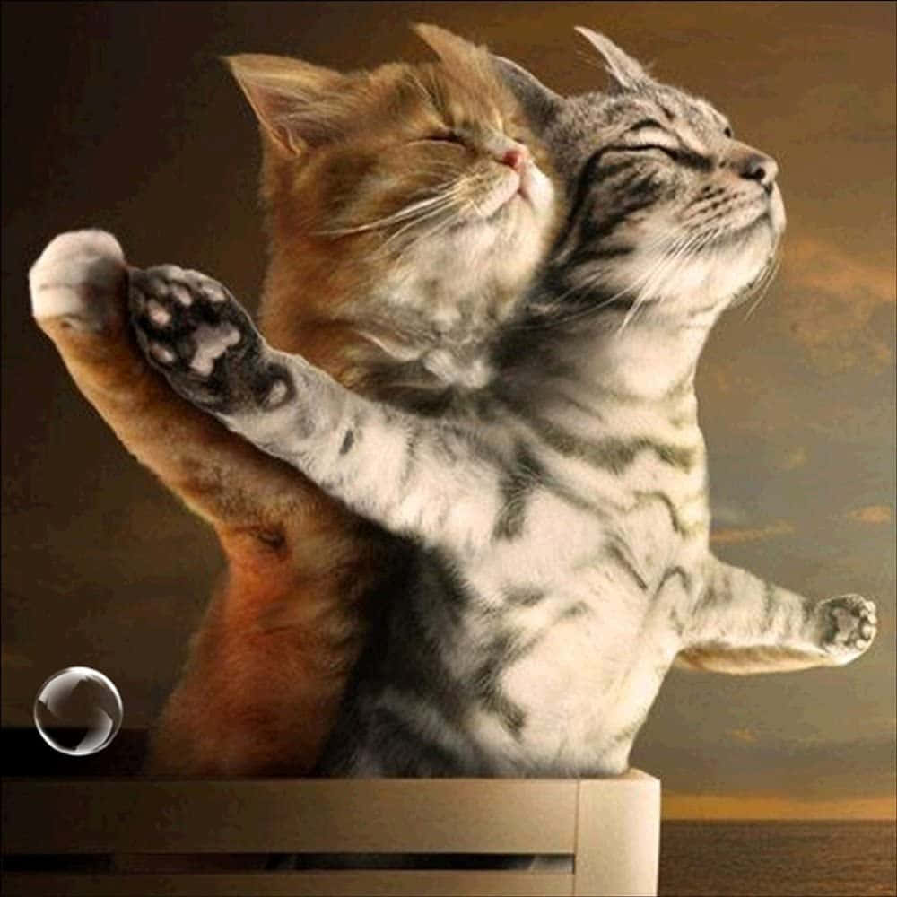 Matching Cat Pfp Titanic Background