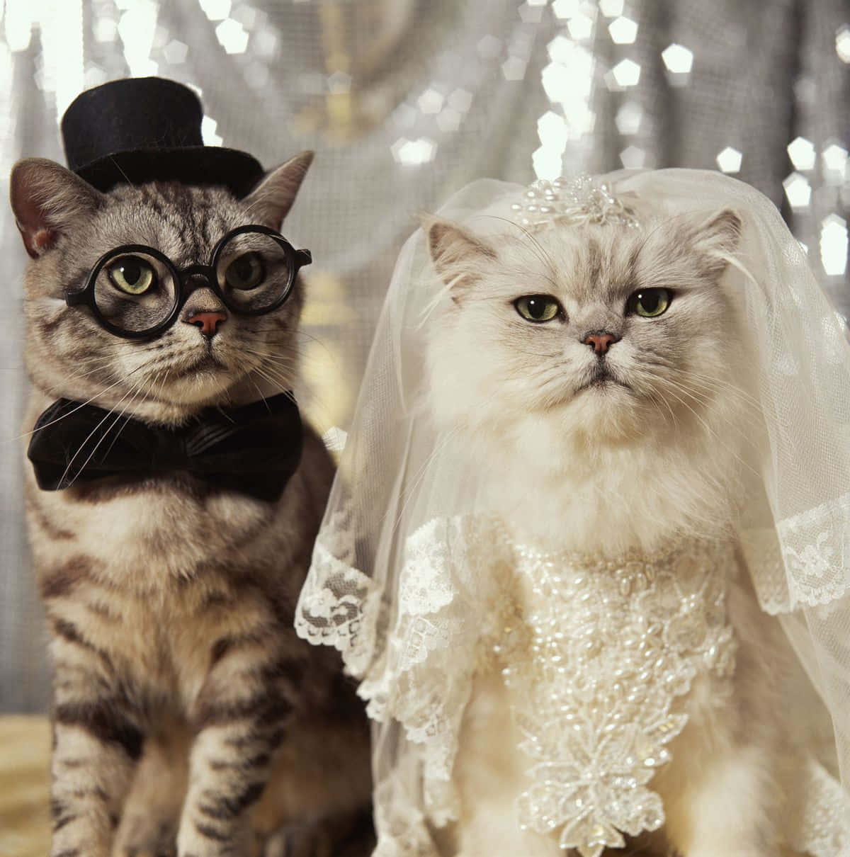 Matching Cat Pfp Wedding Background
