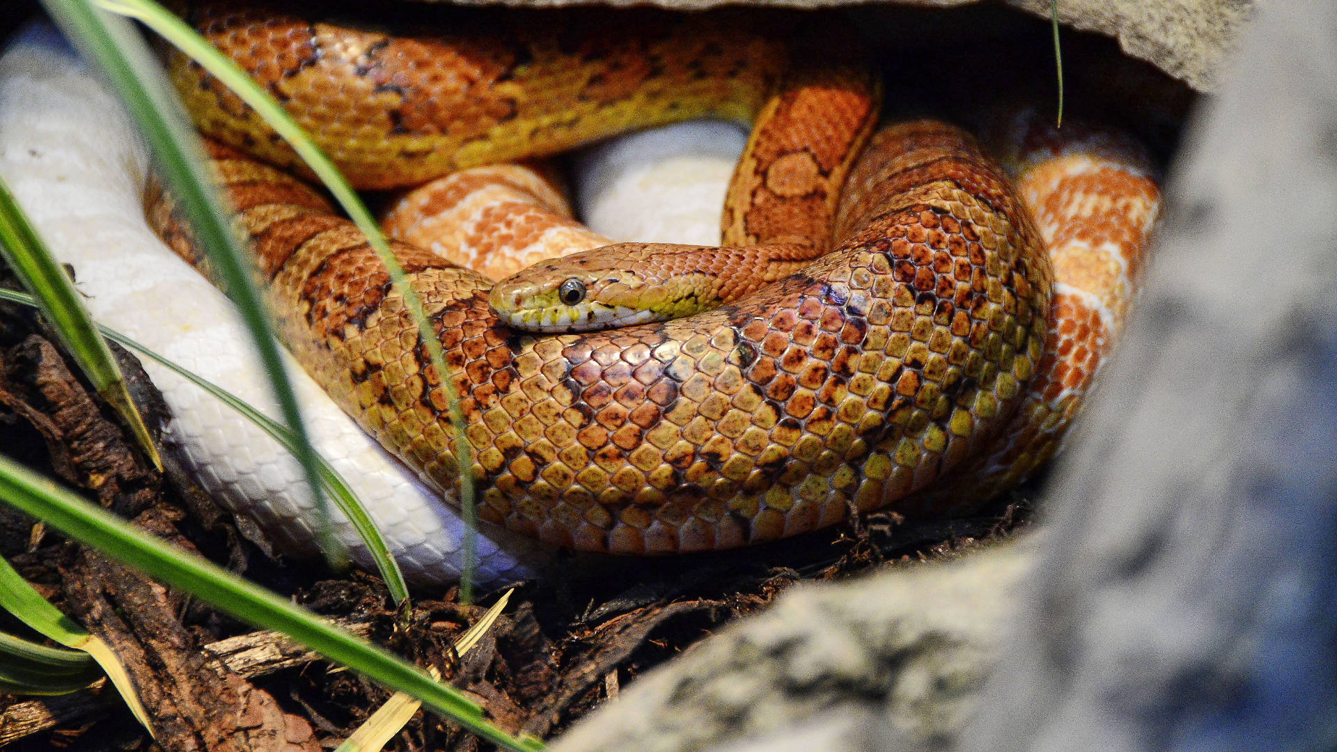 Mating Corn Snakes