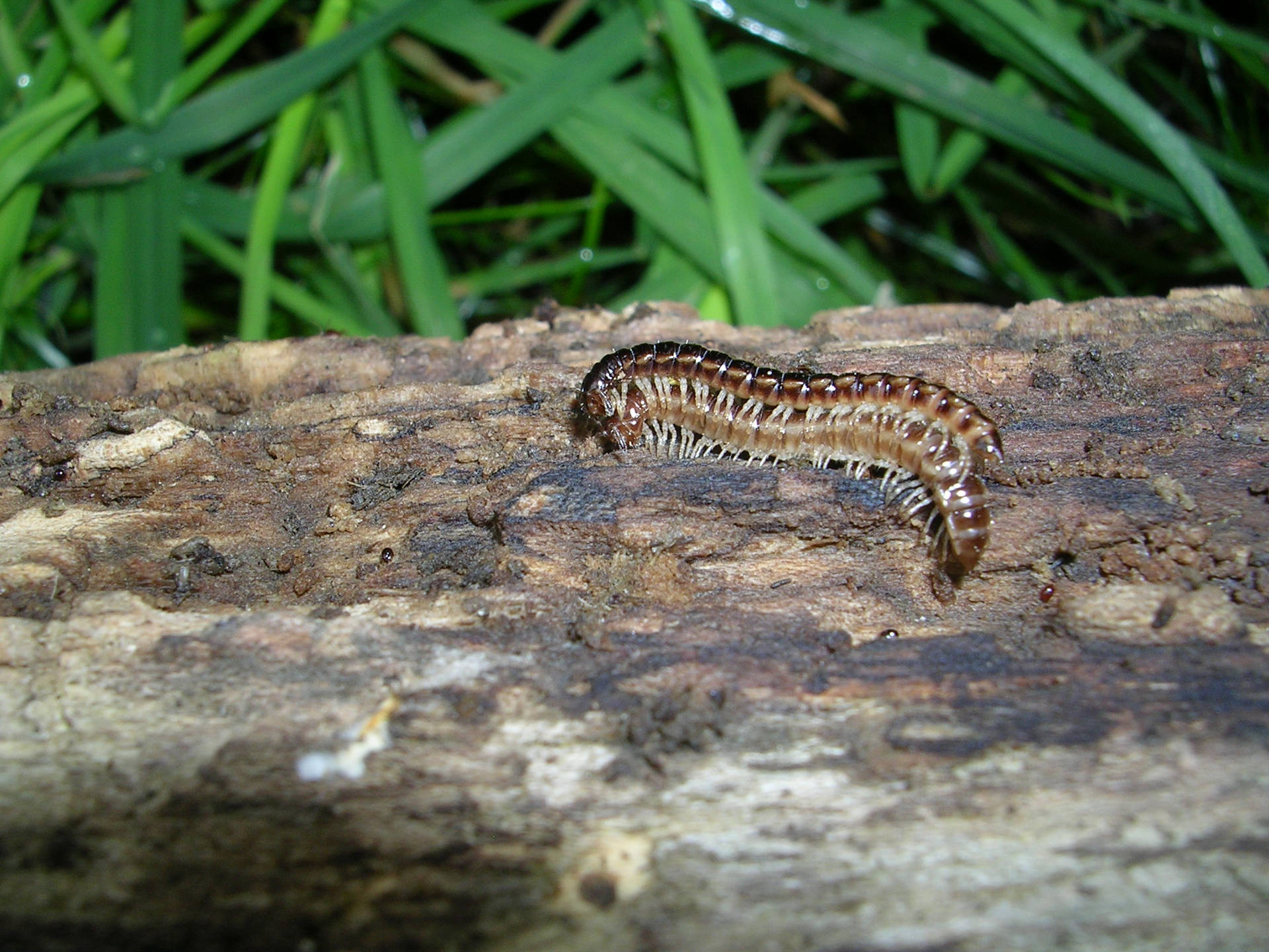 Mating Greenhouse Millipede