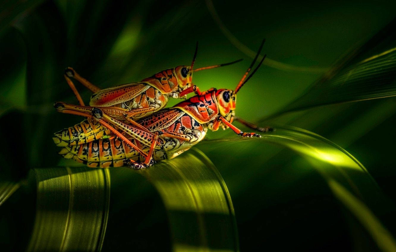 Mating Red Grasshopper Background