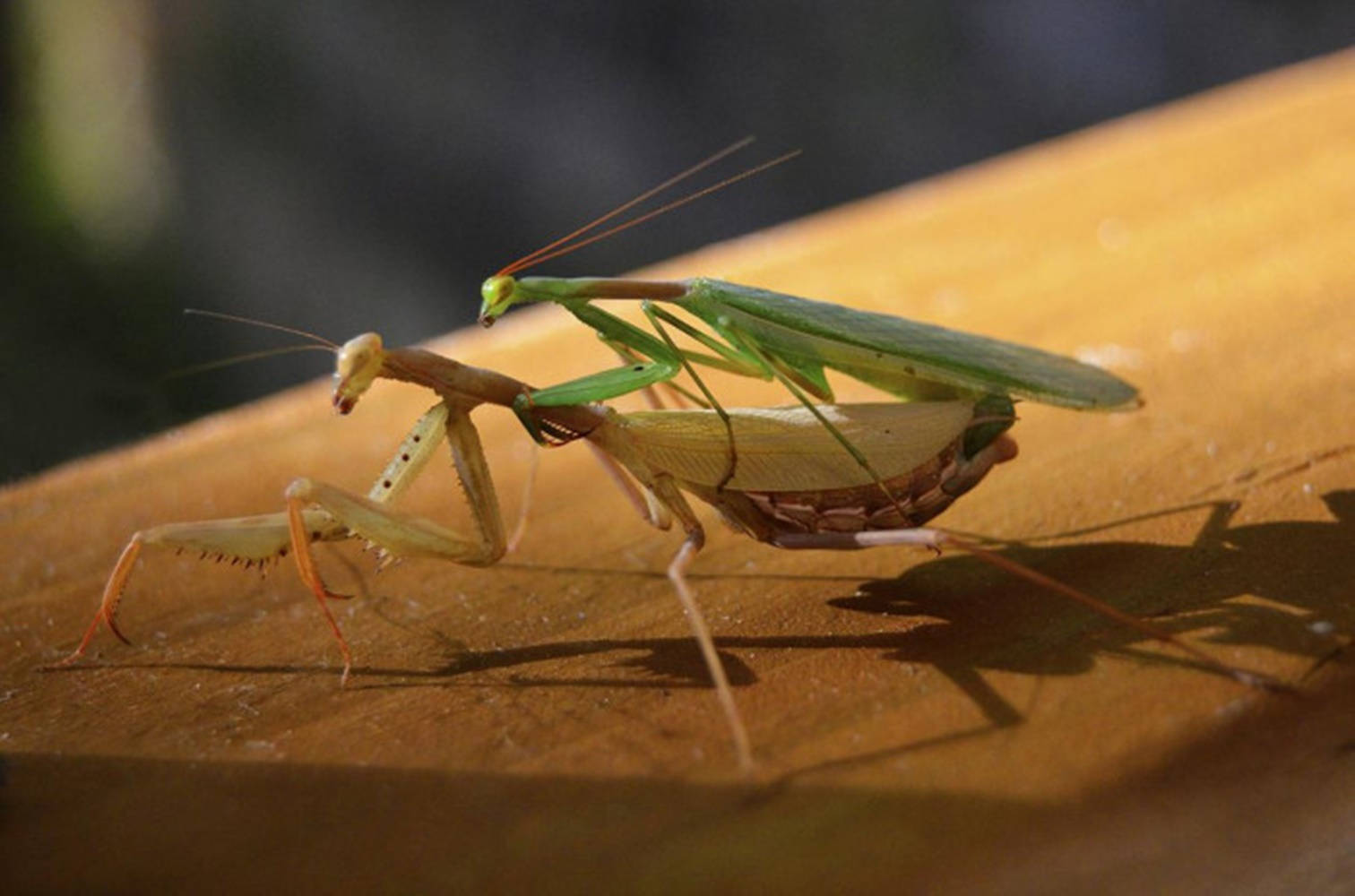 Mating Yellow And Green Praying Mantis Background