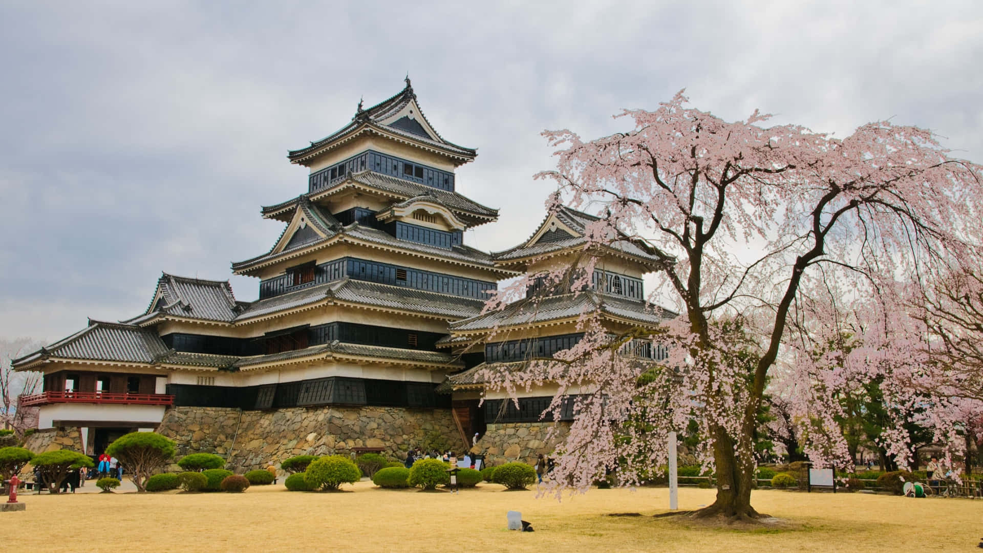 Matsumoto Castle Spring Blossoms