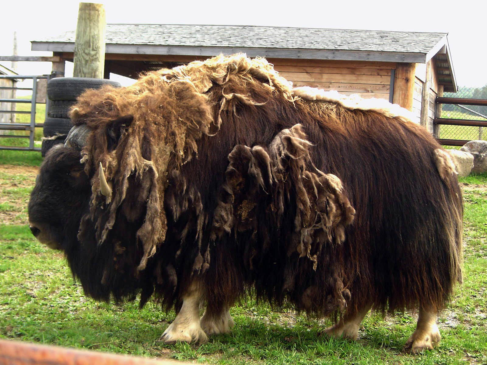 Matted Musk Ox Background