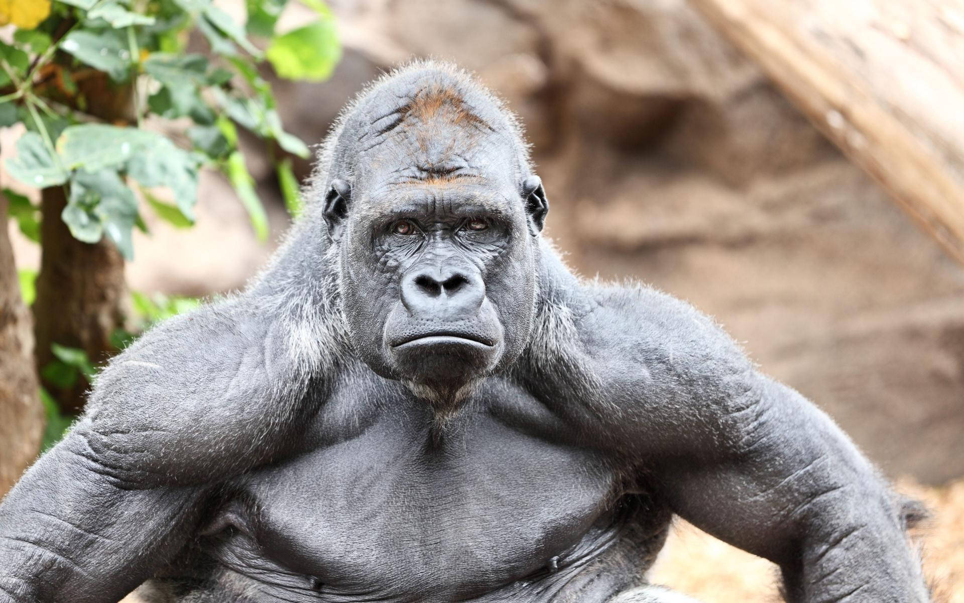 Mature Muscular Gorilla Background