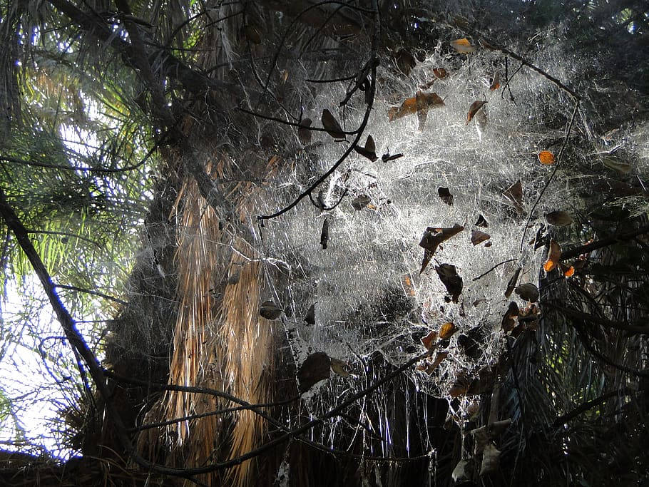 Mauritania Cobwebs In Forest Background