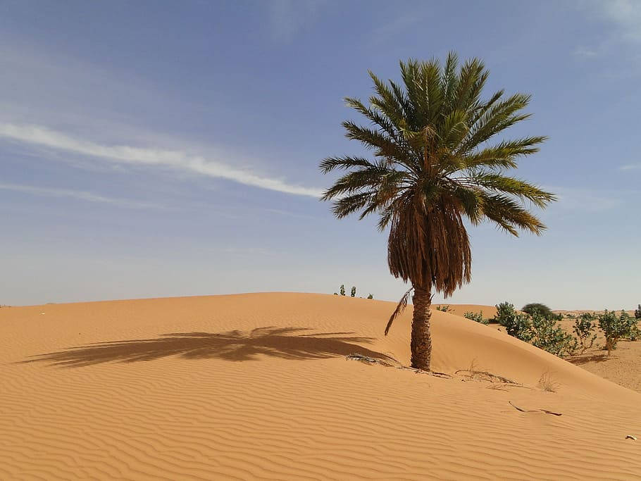 Mauritania Lone Desert Tree Background