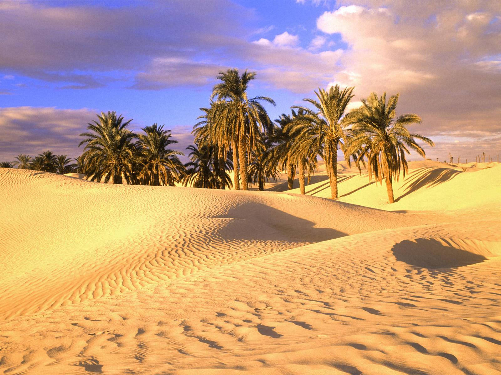 Mauritania Palm Trees In Desert