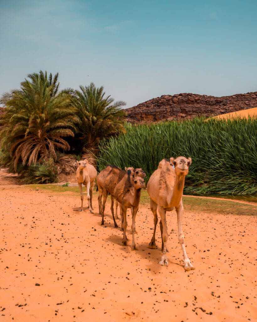 Mauritania Trees Andcamels