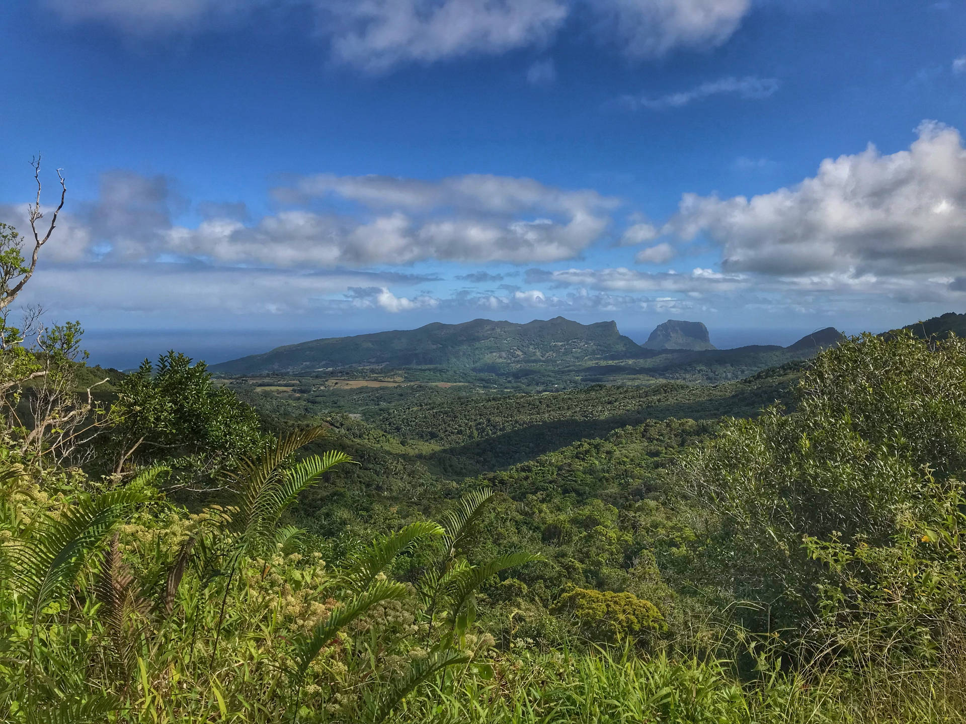 Mauritius Island Forest Background
