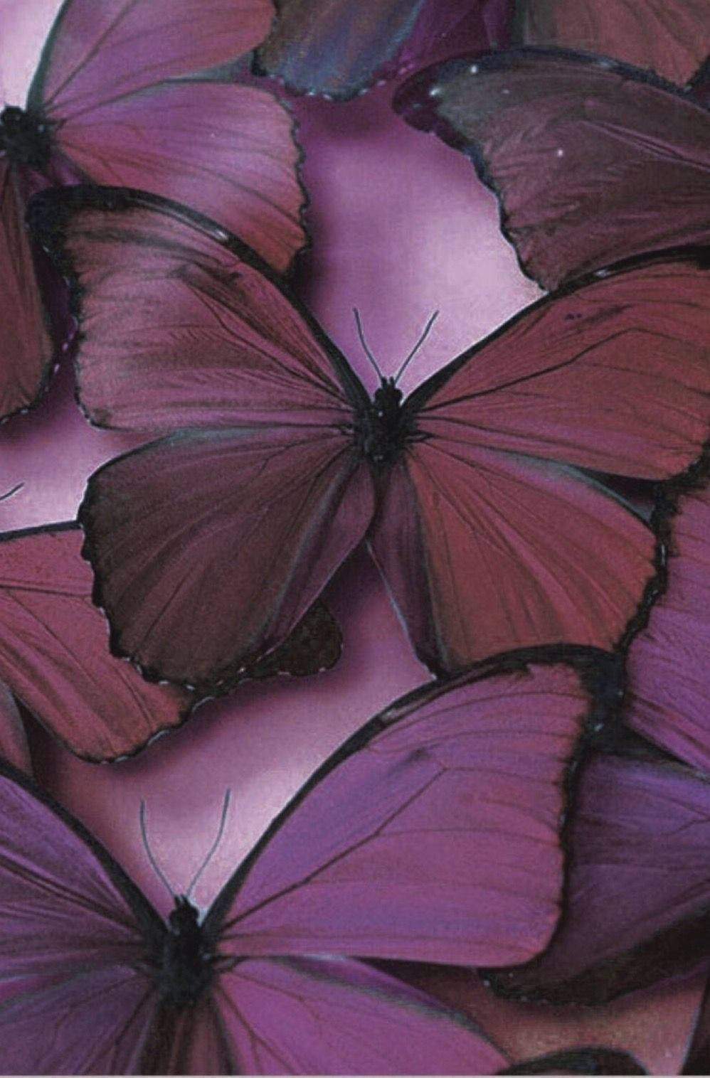 Mauve, Plum And Purple Butterfly Phone Background