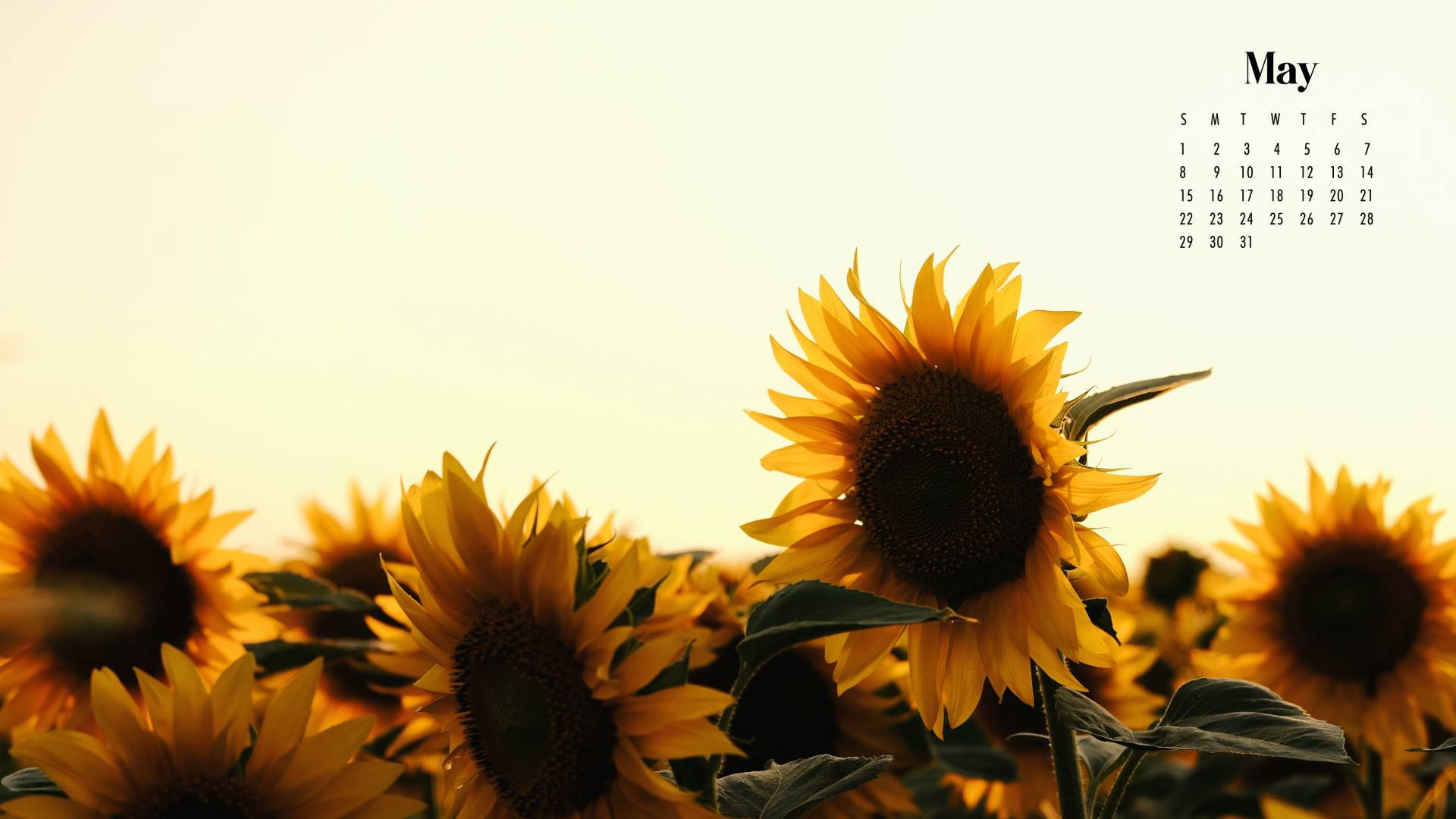 May 2022 Calendar Fully Bloomed Sunflowers Background