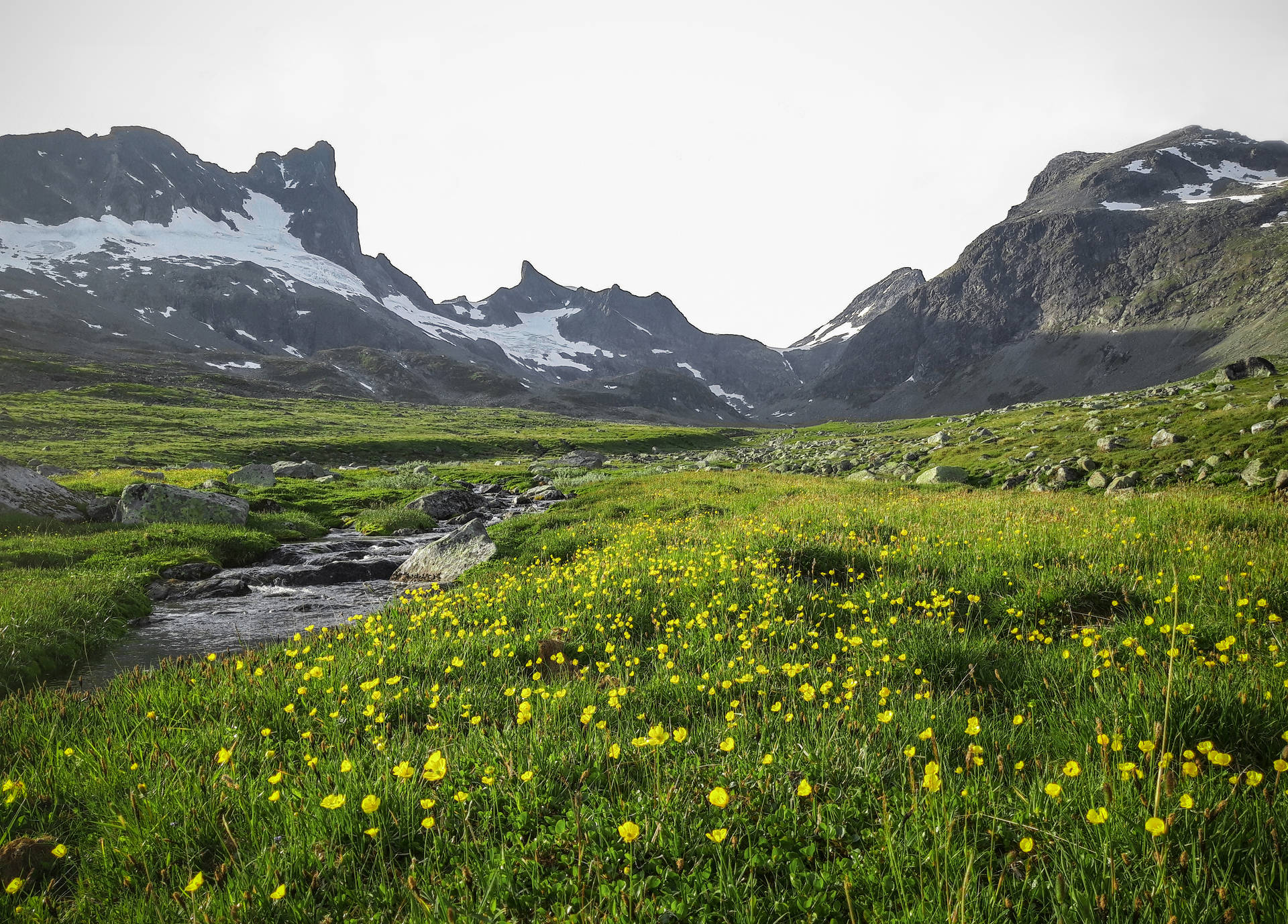 Meadow Growing Beside Mountains Background