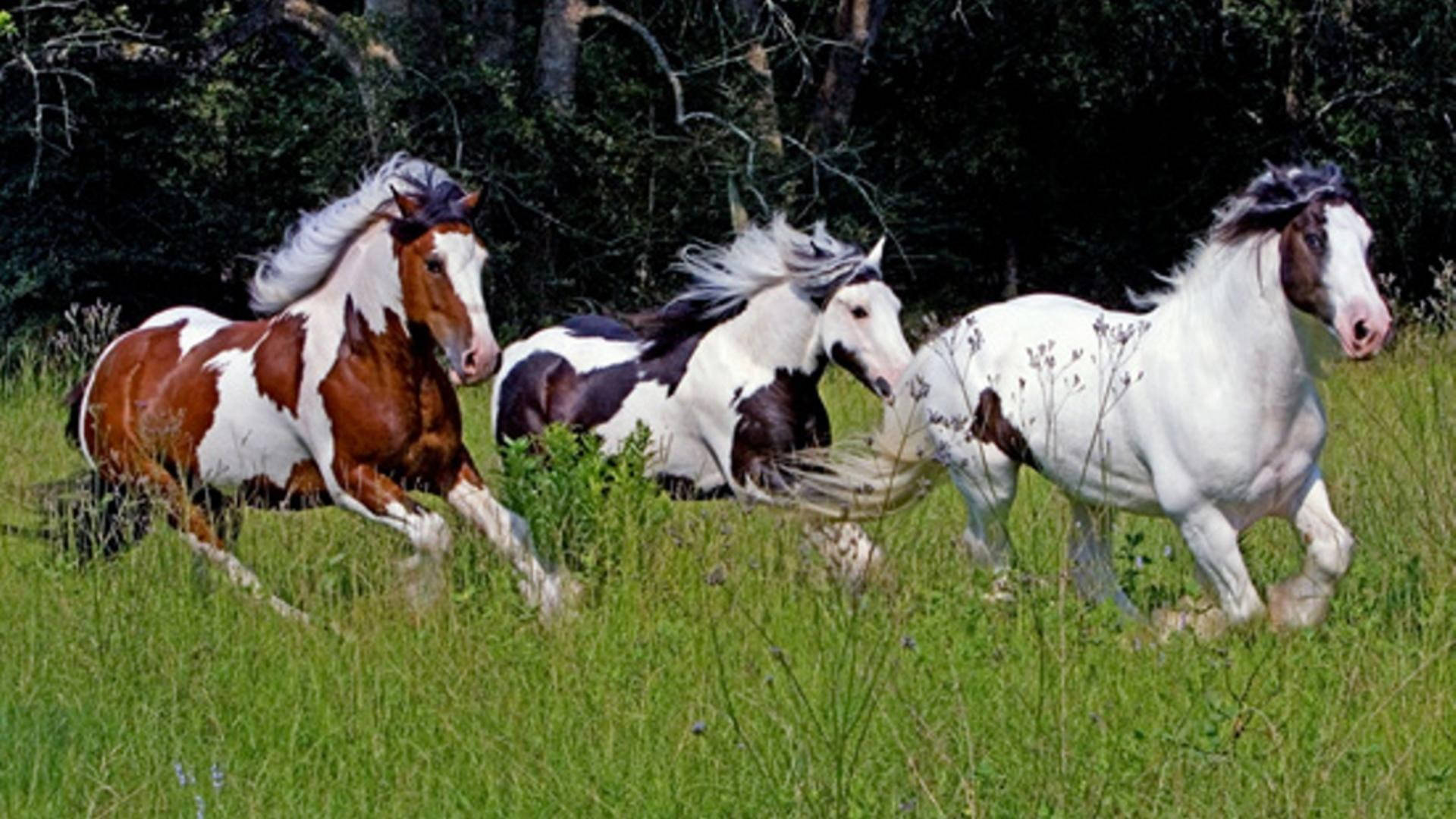 Meadow With Stunning And Beautiful Horses Background