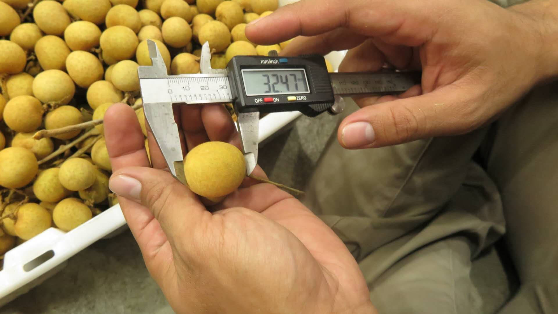 Measuring Longan Fruit