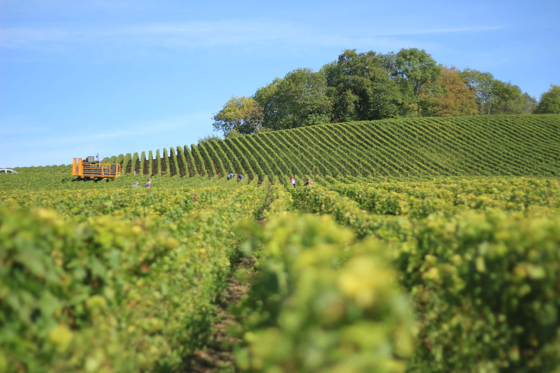 Mechanical Harvester In Vineyard