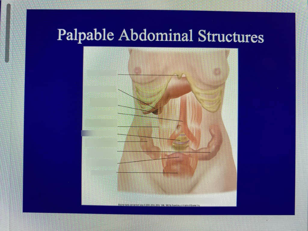 Medical Illustration Of Palpable Abdominal Structures Background