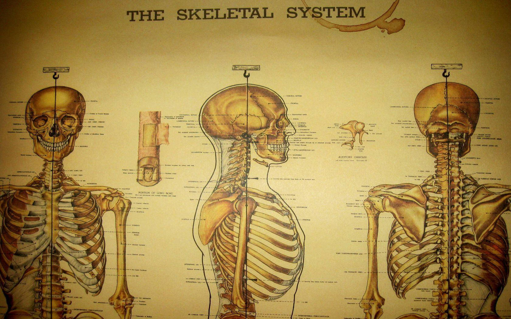 Medical Skeletal System Chart Background