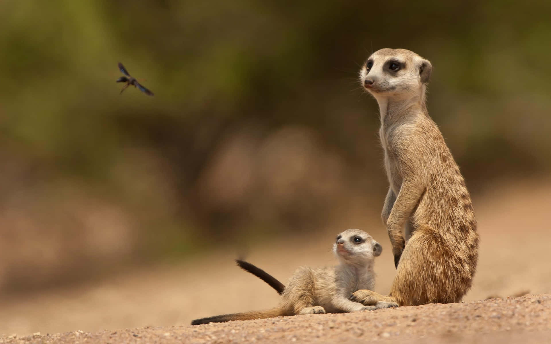 Meerkat_ Adult_and_ Pup_ Watchful Background