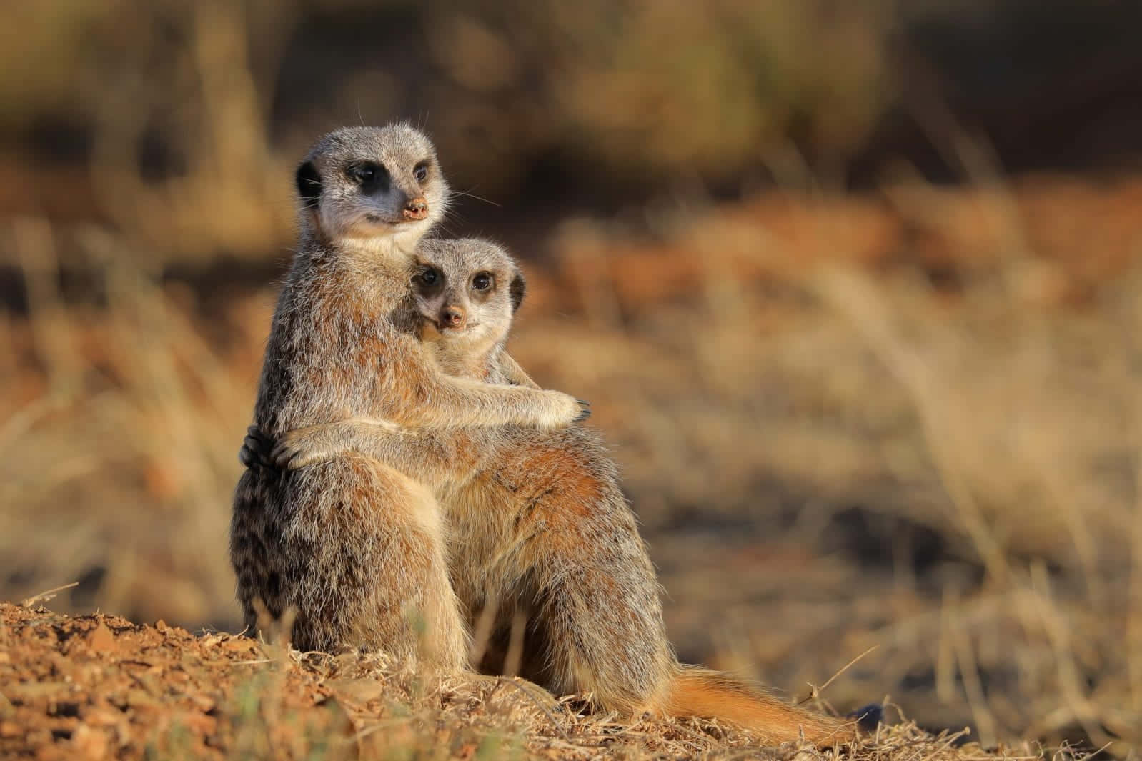 Meerkat_ Embrace_in_ Wild Background