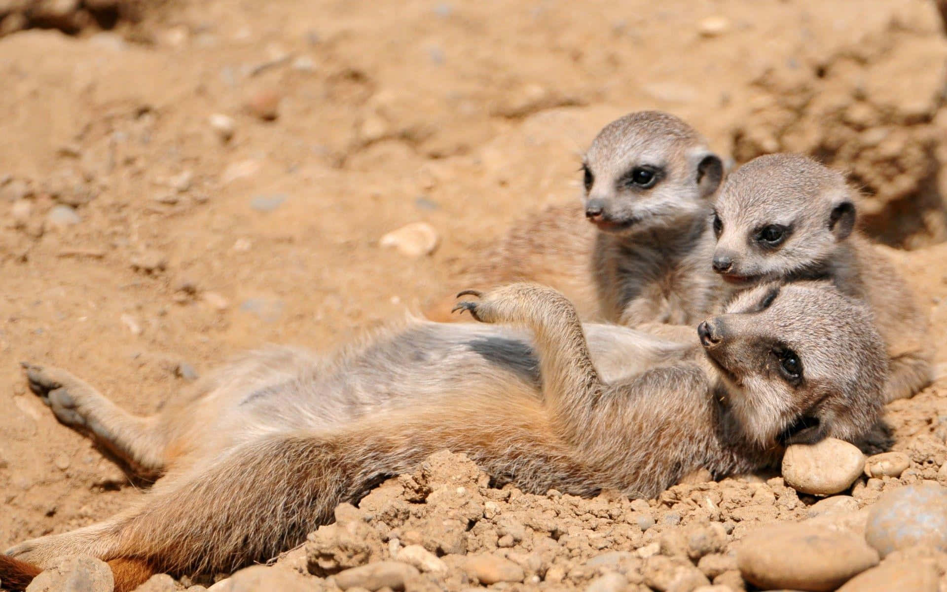 Meerkat_ Family_ Playtime.jpg Background