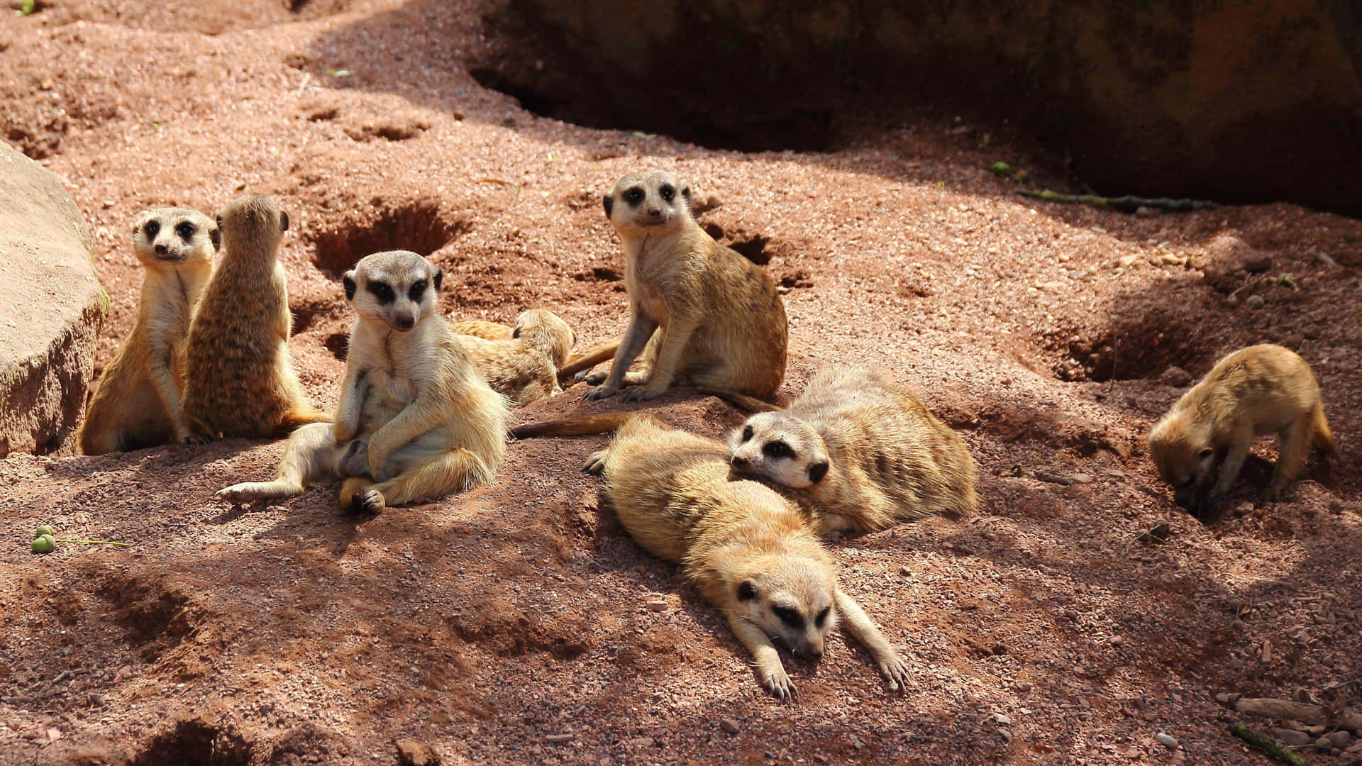 Meerkat Gathering Sunbathing Background