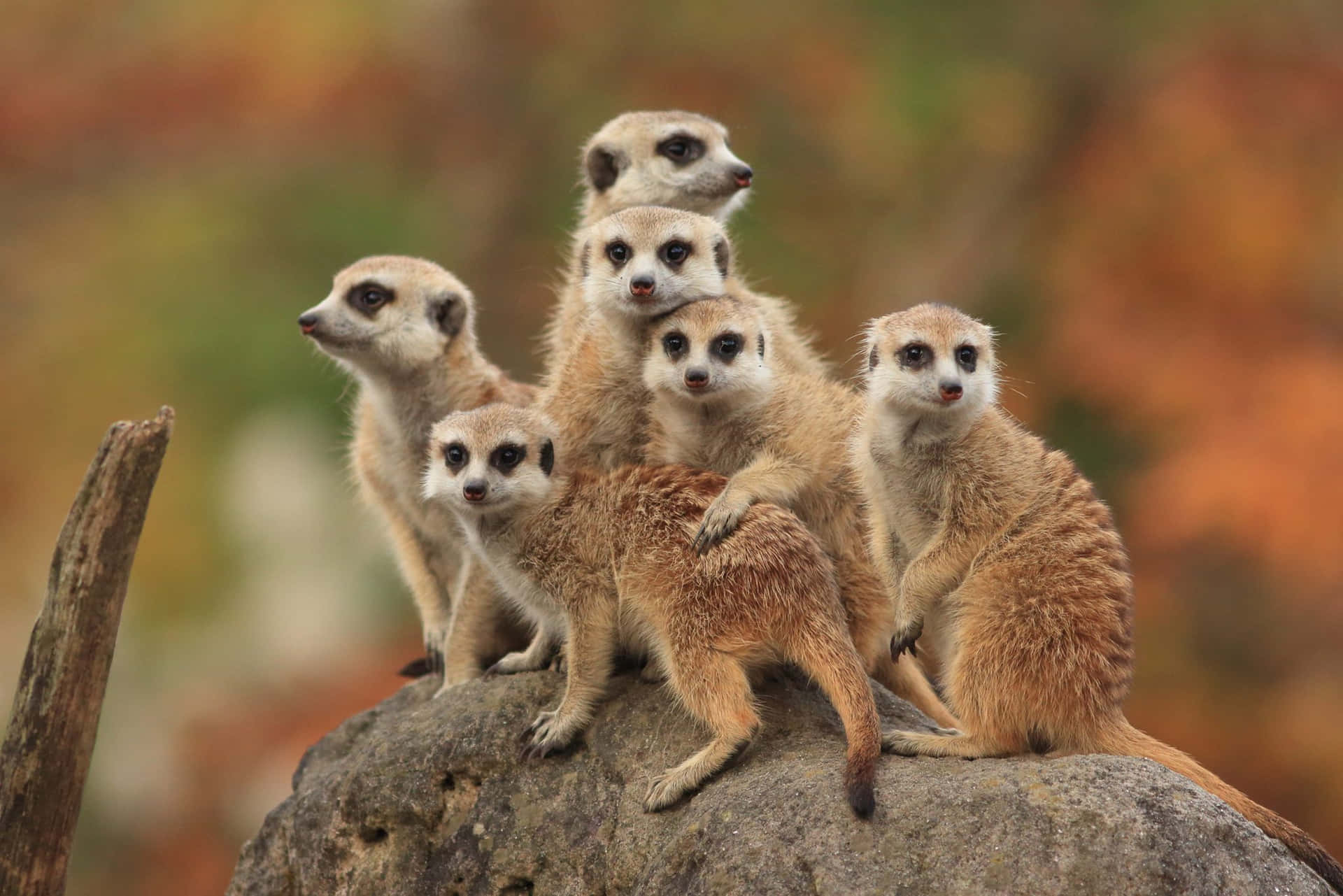 Meerkat_ Group_ Lookout Background