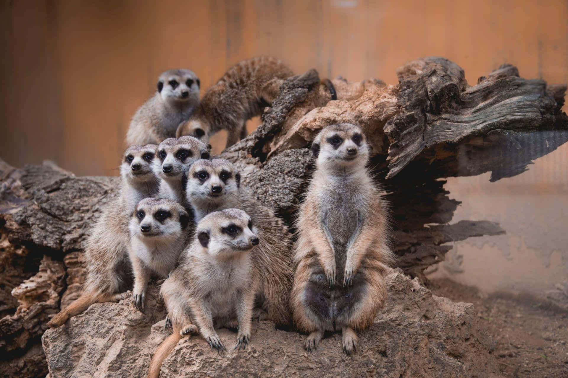 Meerkat_ Group_ Posing_on_ Logs.jpg Background