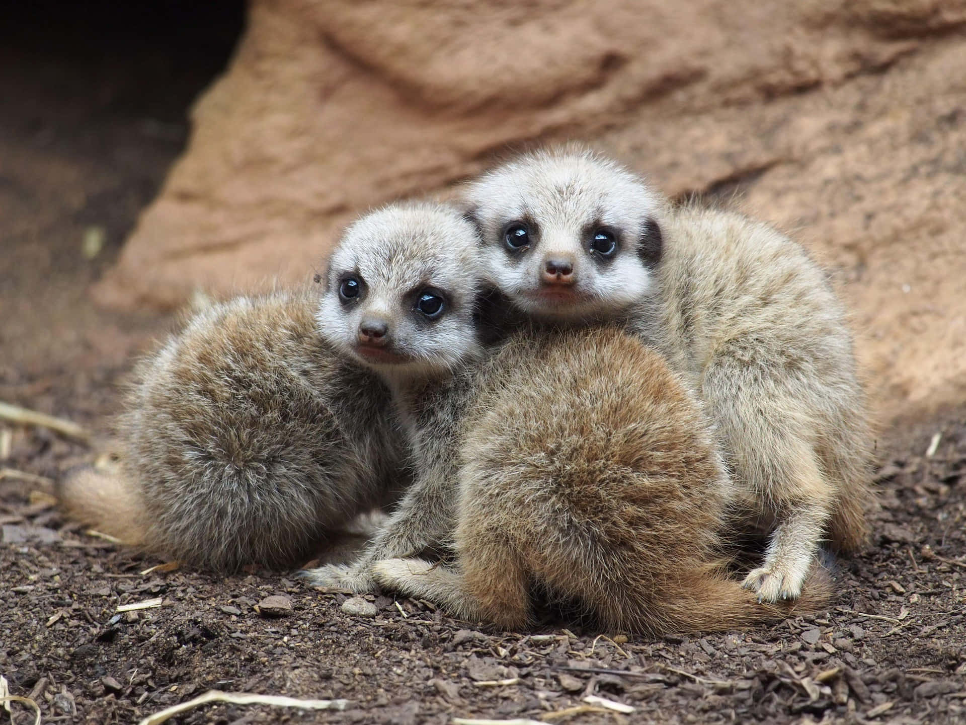 Meerkat Pups Cuddling Together Background