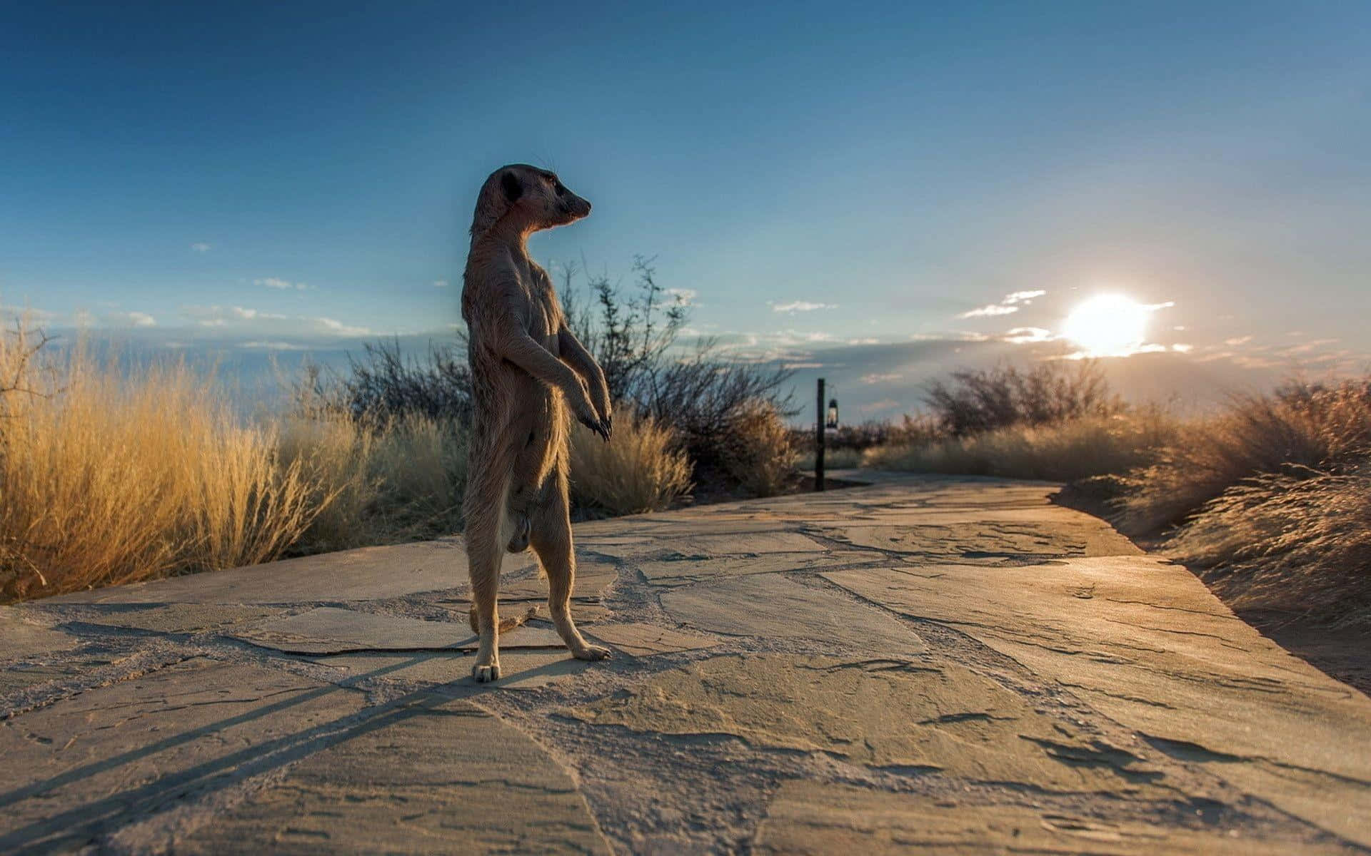 Meerkat Sentry Dusk Vigilance.jpg Background