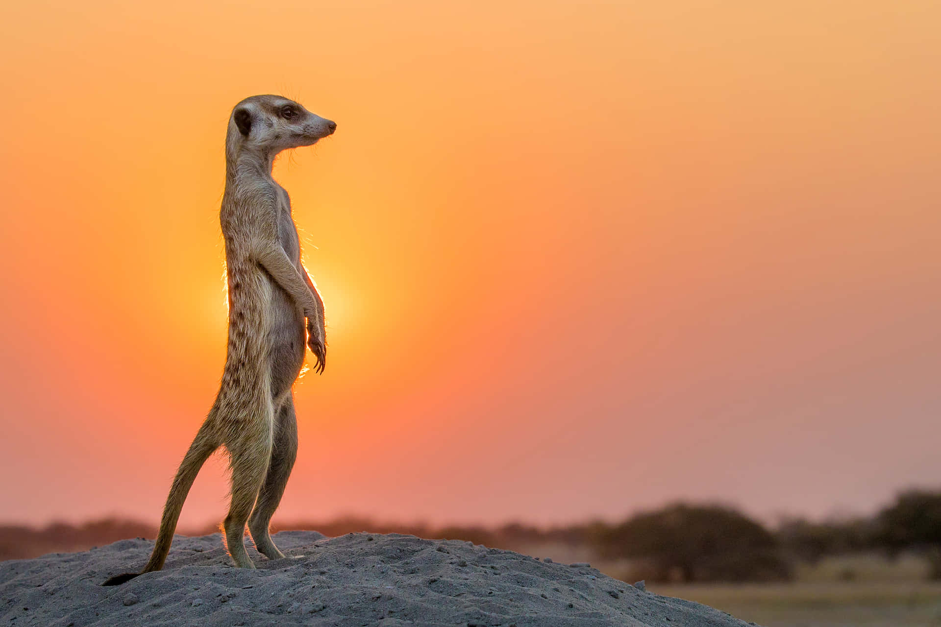 Meerkat Sunset Silhouette.jpg