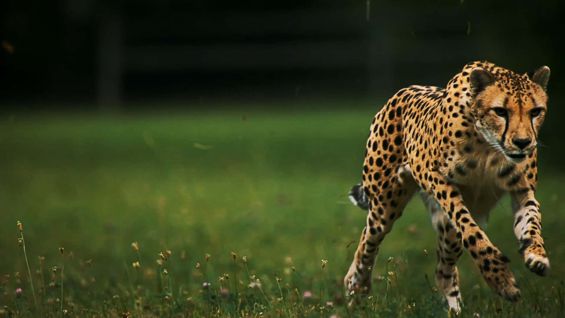 Meet Baby Cheetah, The Cutest Cub! Background