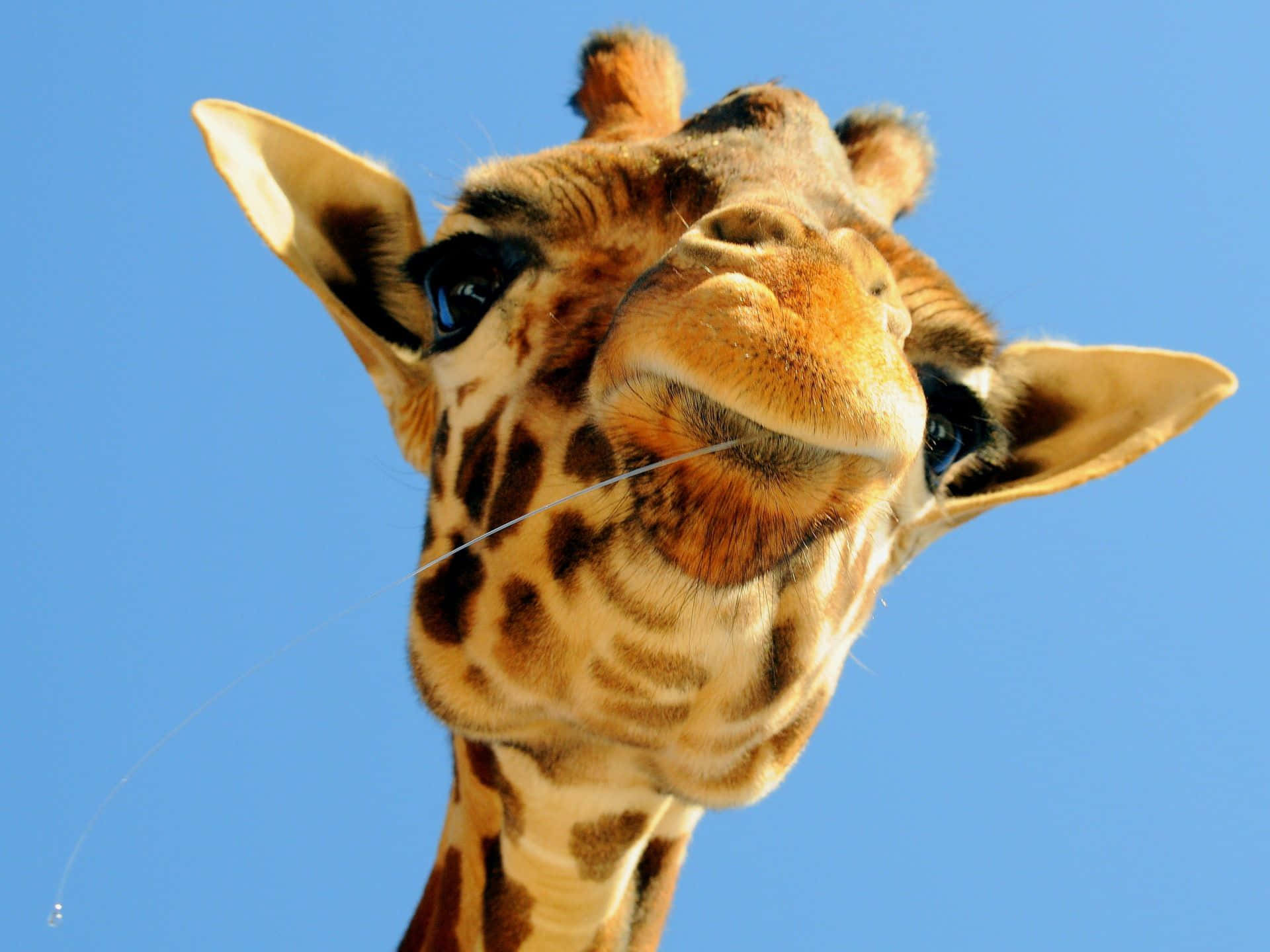 Meet Mr. Funny Giraffe Background