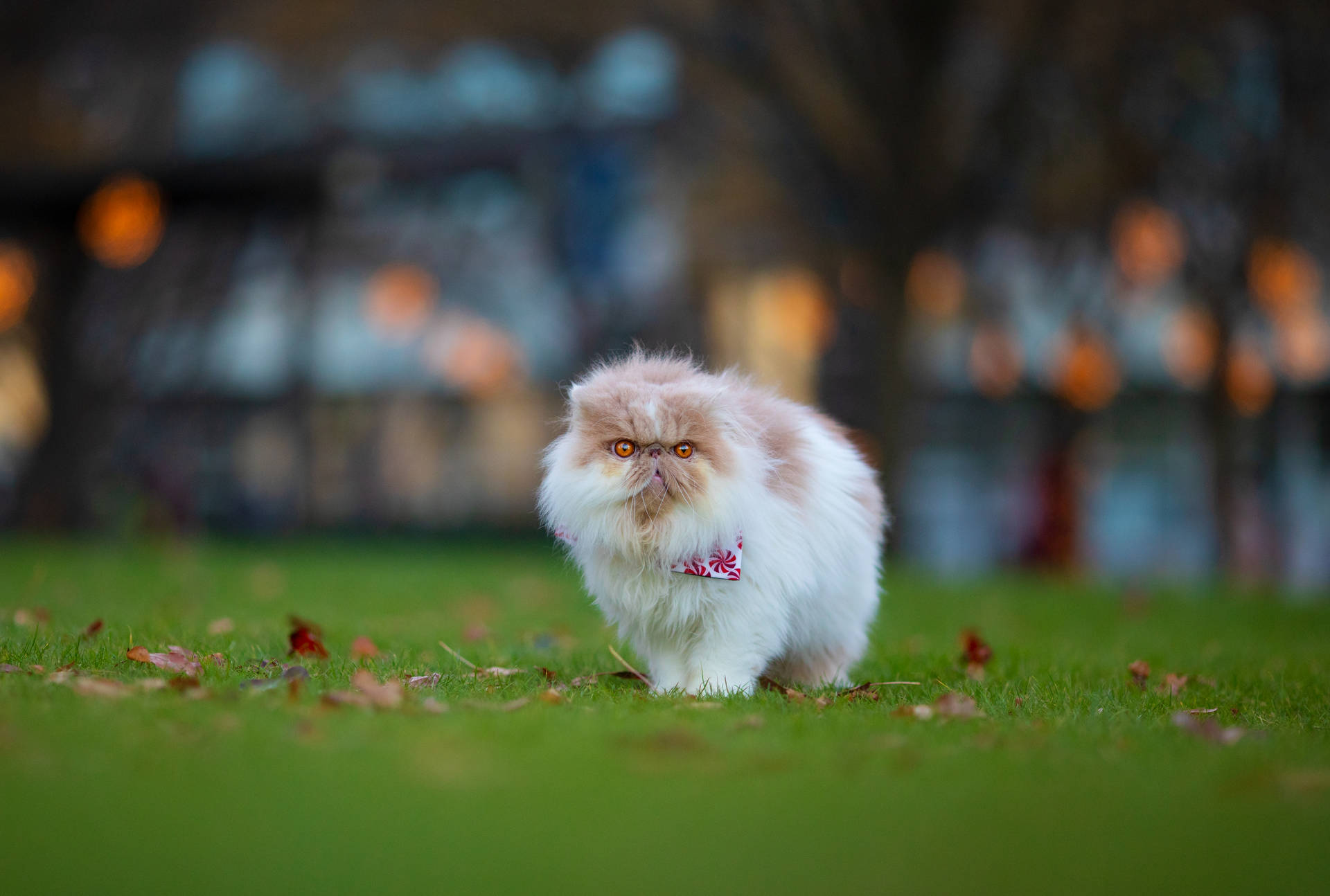 Meet Our Fluffy Feline Fantasy: A Persian Cat Embodying Cuteness And Aesthetics Background