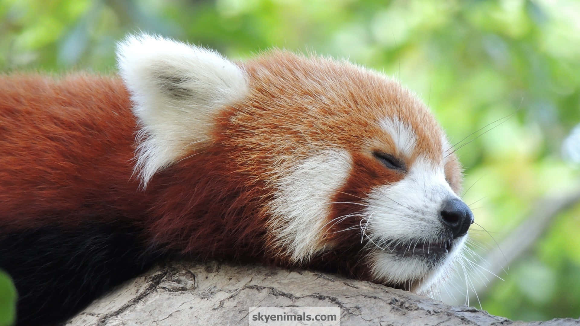 Meet Our New Friend - A Sweet And Cuddly Red Panda! Background