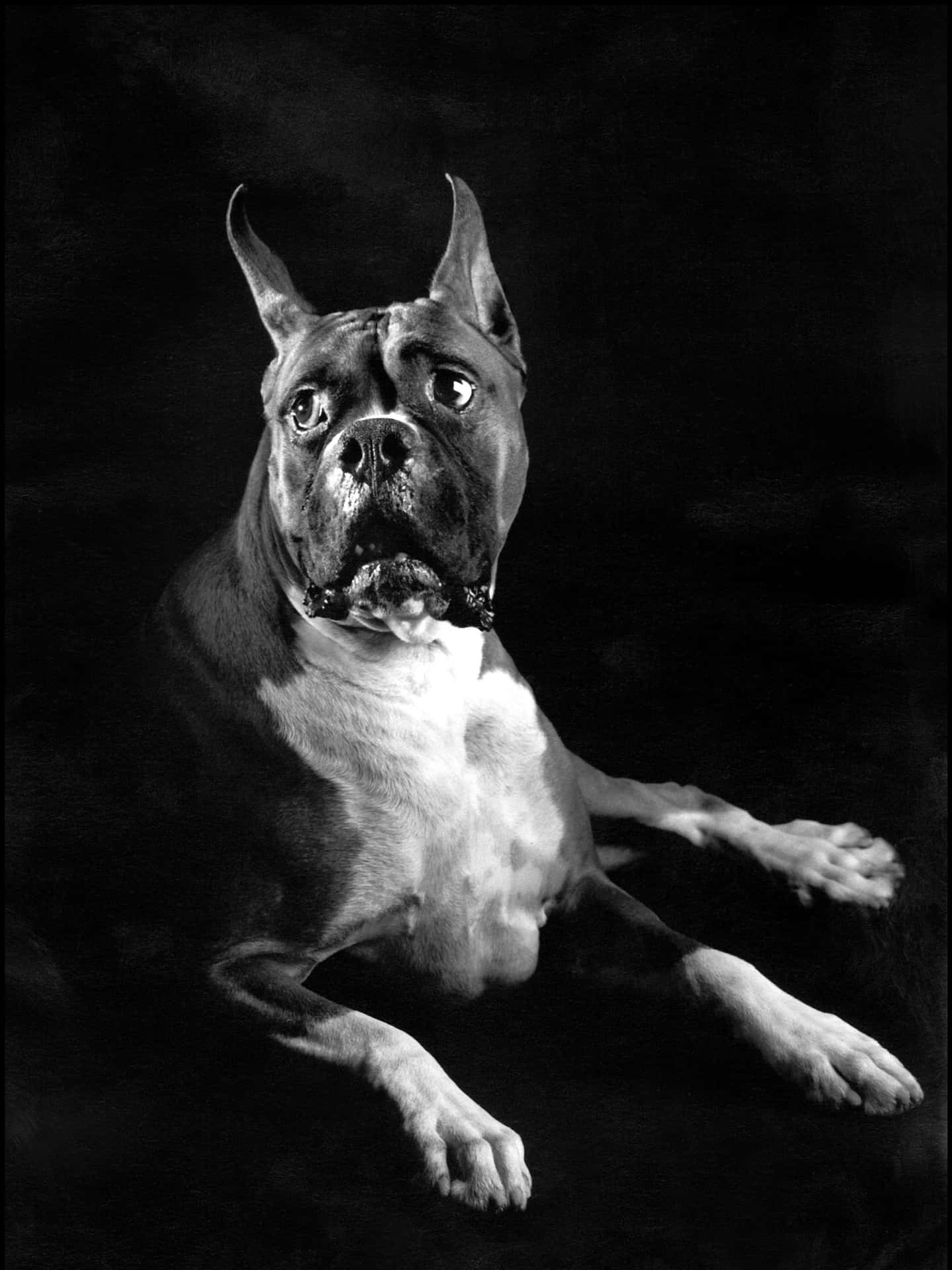 Meet Rex, The Handsome Black Pitbull Background