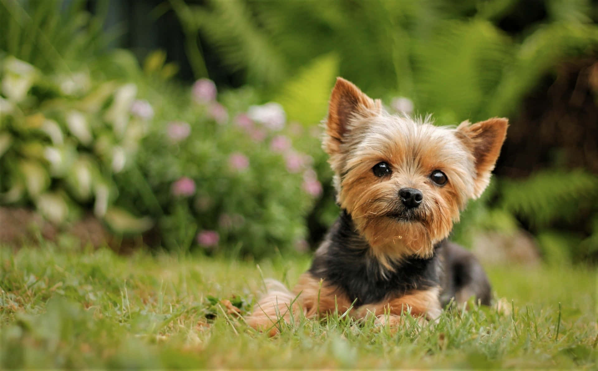 Meet Sherlock, The Adorable Teacup Yorkie Background