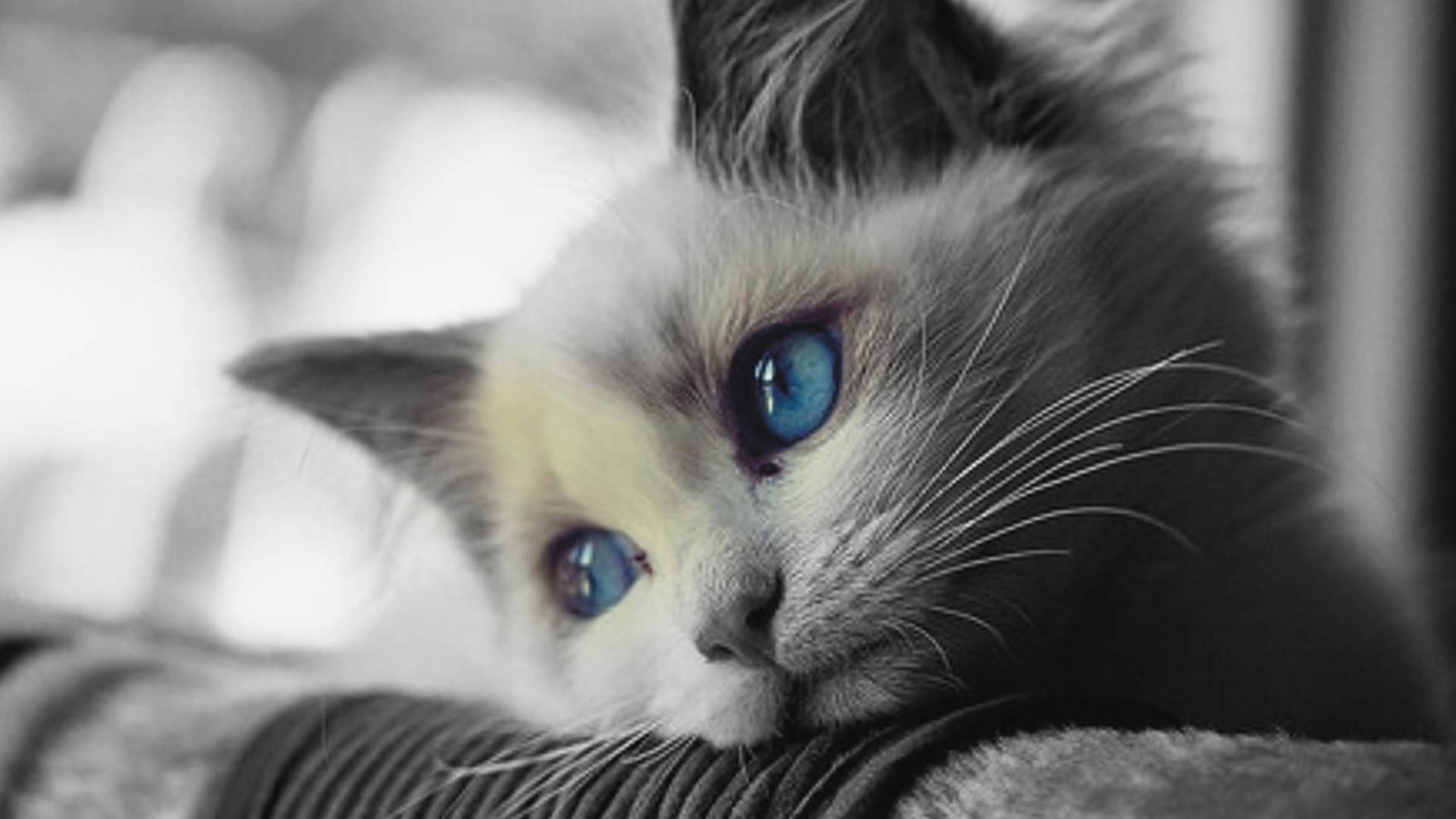 Melancholy Blue-eyed Cat Background