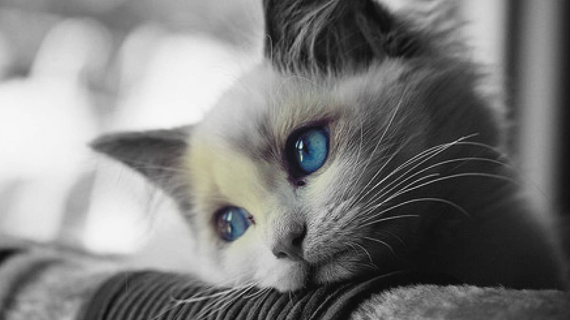 Melancholy Blue-eyed Cat