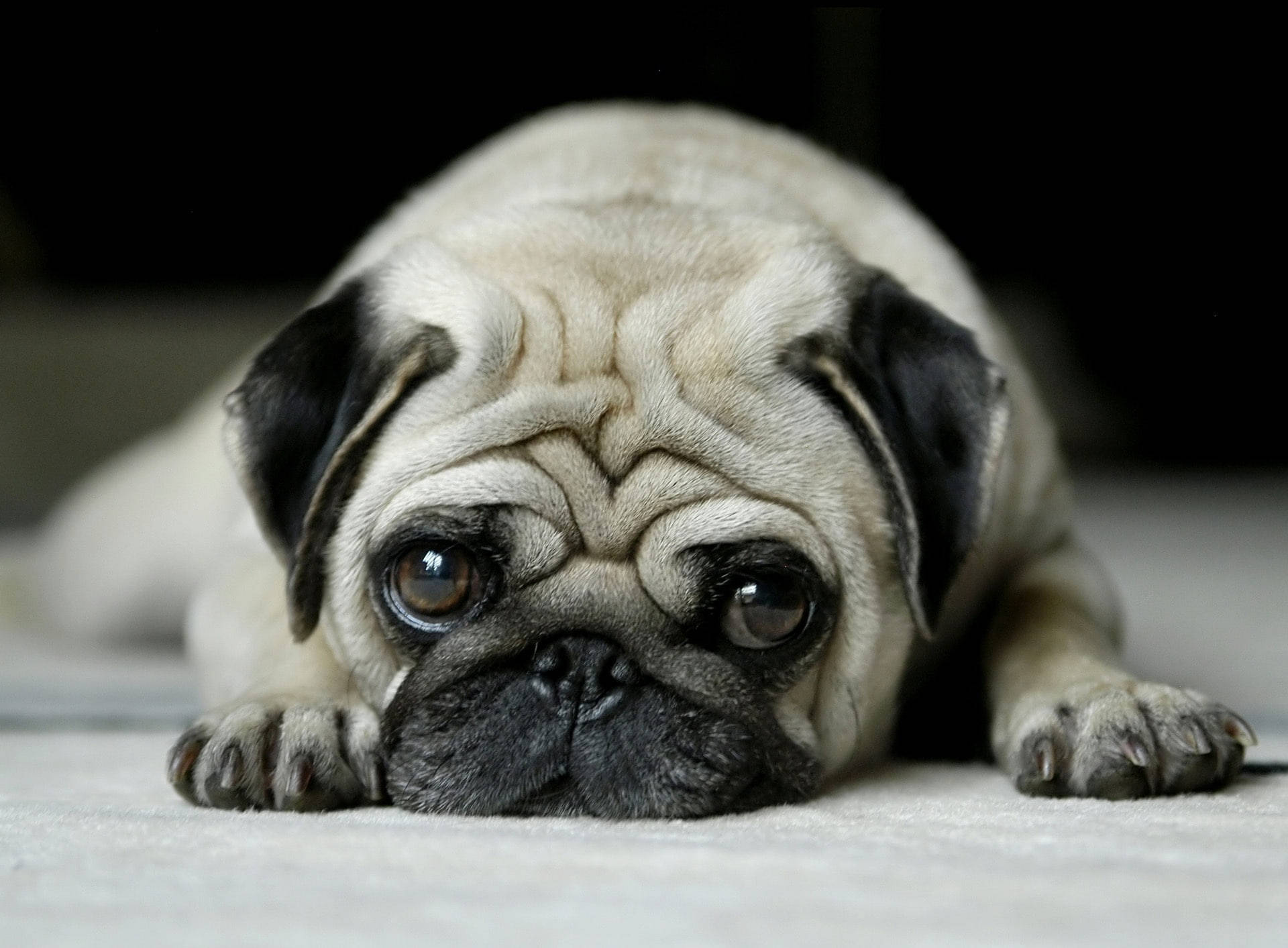 Melancholy Pug Background