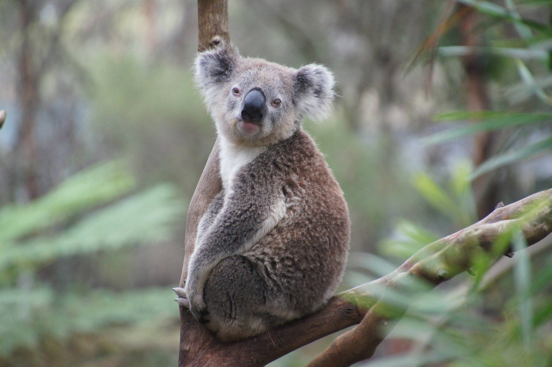 Melbourne Animal Zoo With Koala Background