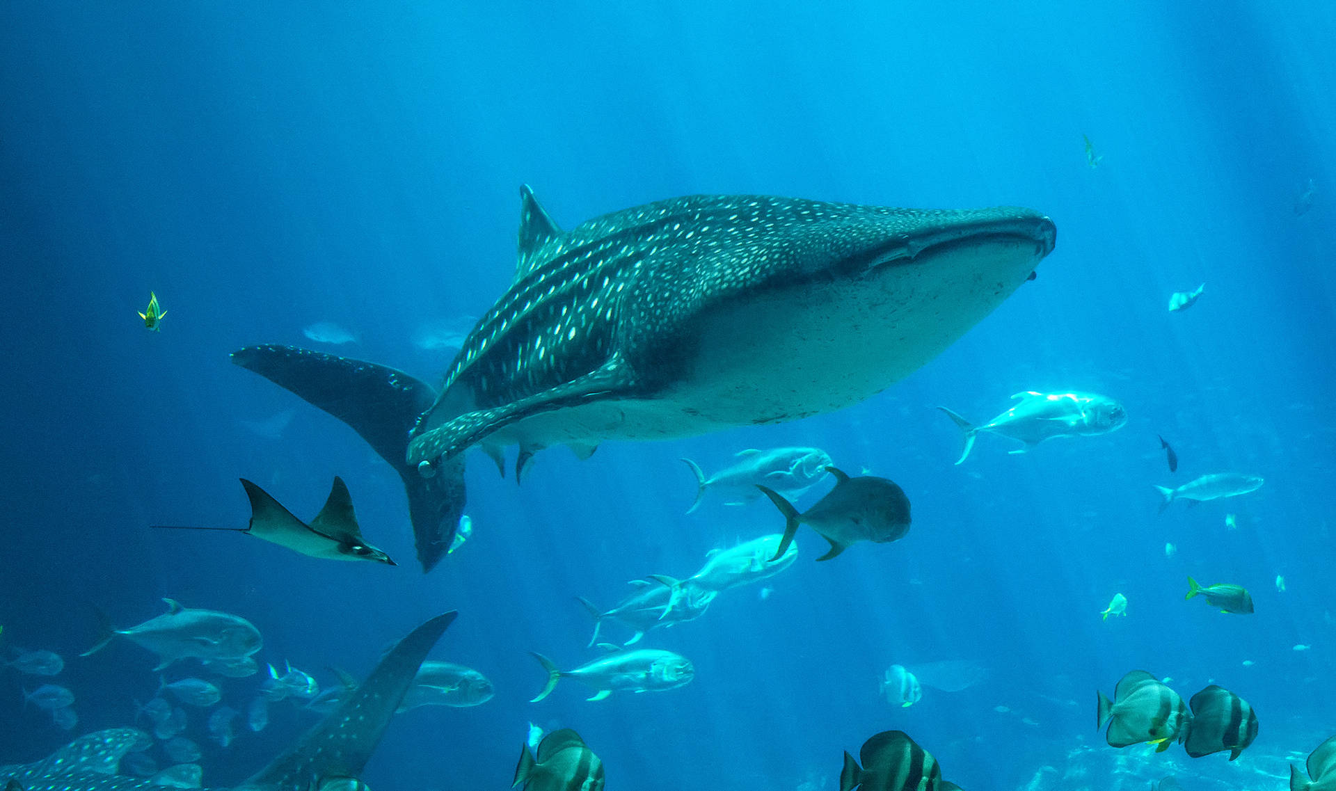 Melbourne Sea Life Aquarium Background